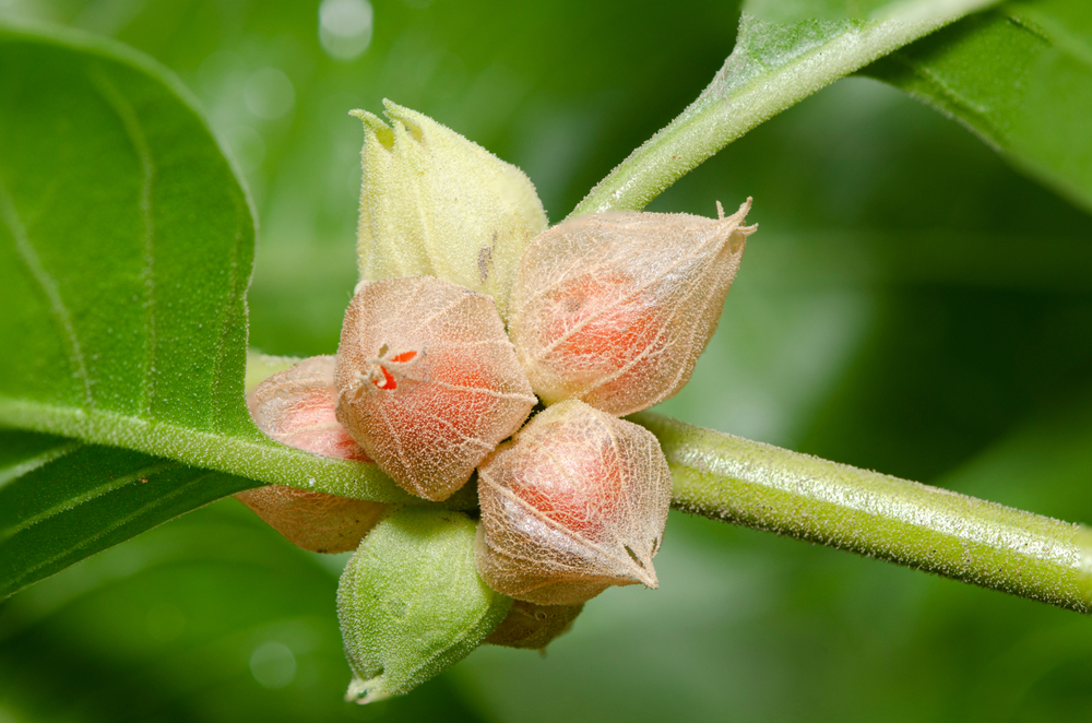 Ashwagandha: Uses, Side Effects, and More