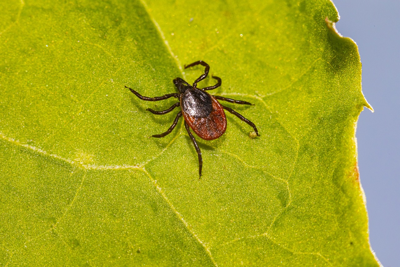 Lyme Disease: What Is, Symptoms, Diagnosis, and Treatment