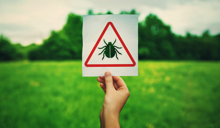 Lyme Disease: What Is, Symptoms, Diagnosis, and Treatment