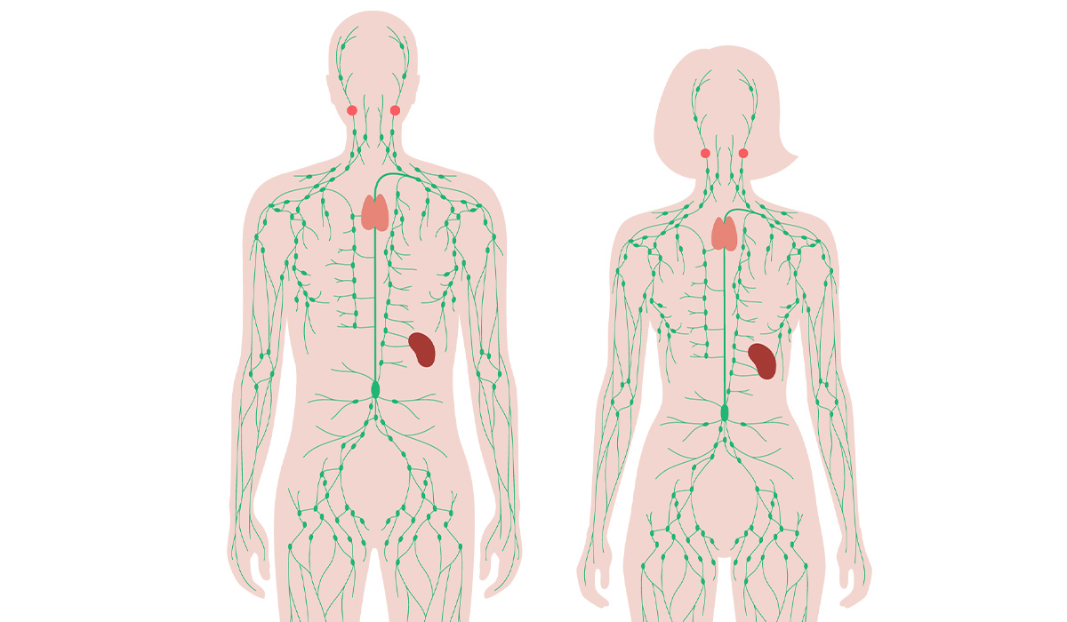 Lymphatic System: Information, Functions, and Diseases