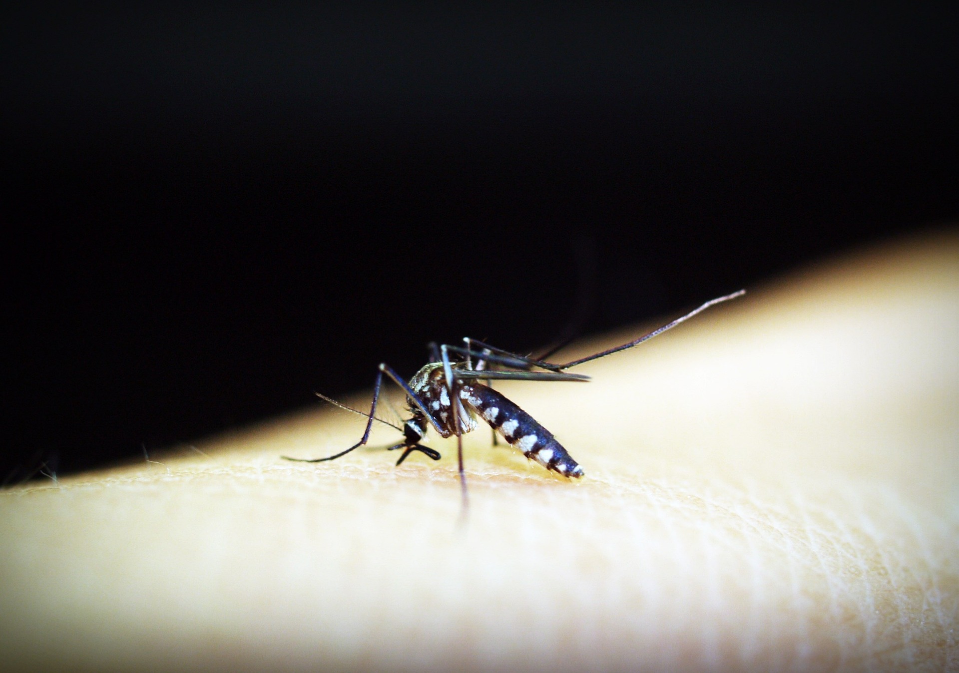 Malaria: Causes, Symptoms, and Treatment
