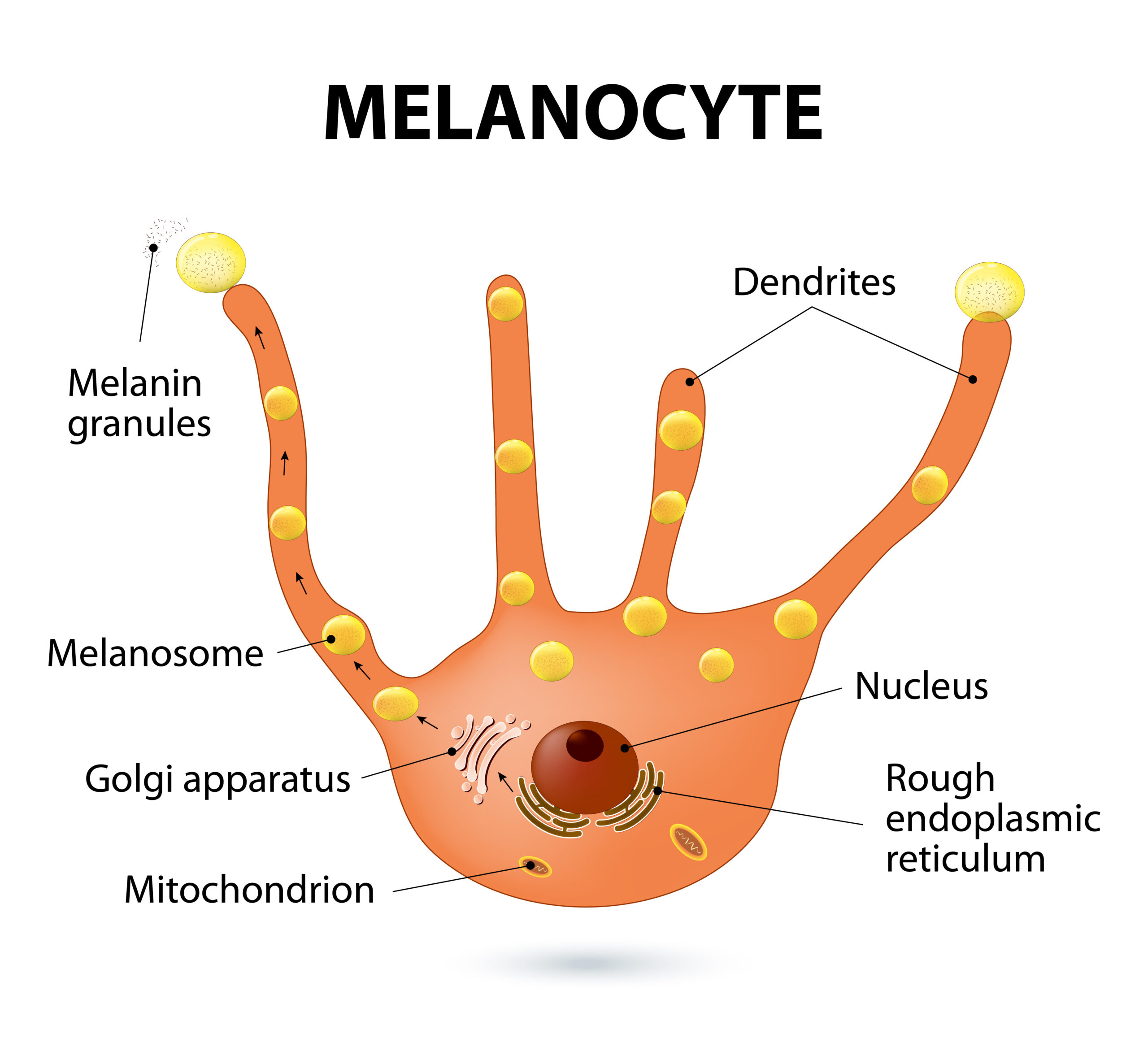 Melanocytes