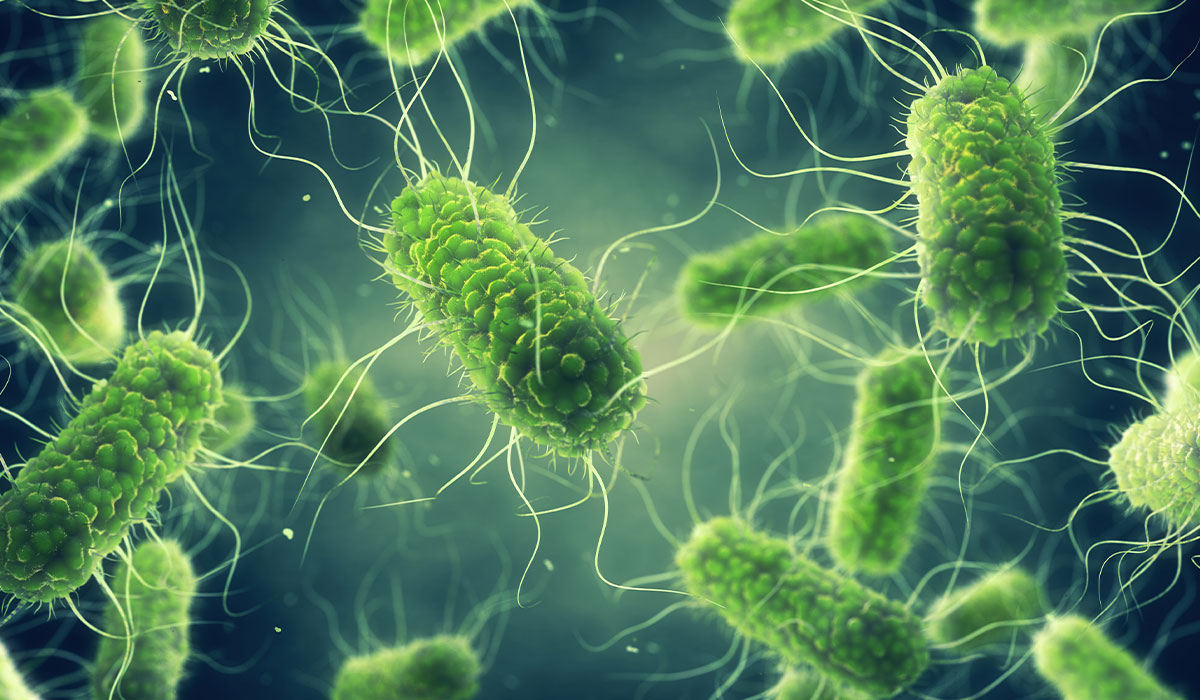 Salmonella: What Is, Symptoms, Diagnosis, Treatment and Prevention