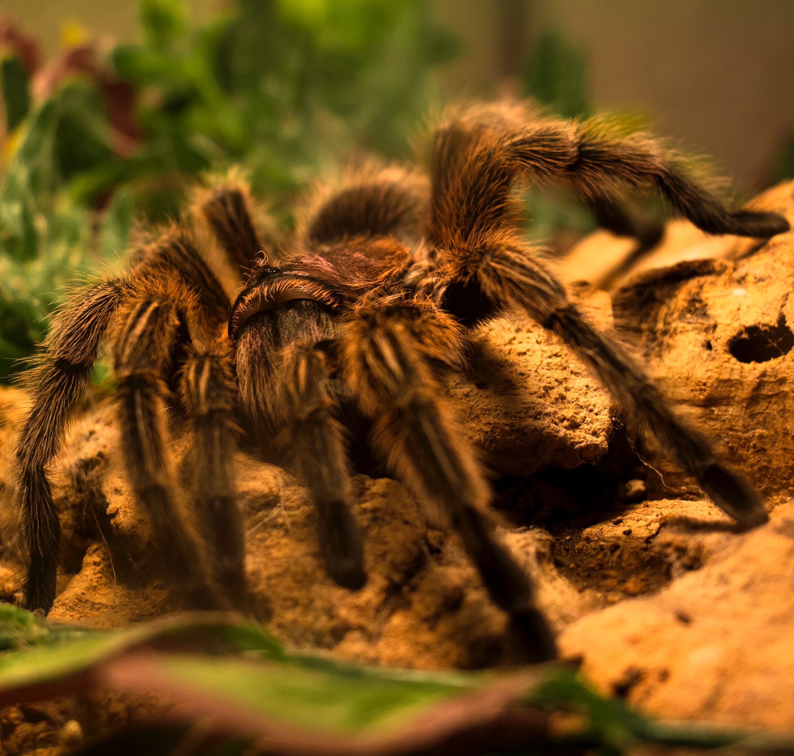 Spider Bite: What Is, Spider Species, Symptoms, and Treatment