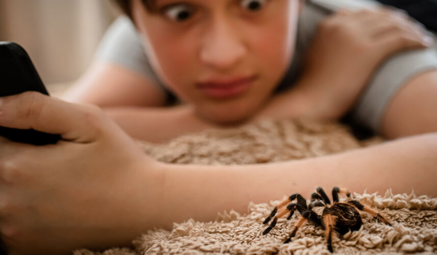 Spider Bite: What Is, Spider Species, Symptoms, and Treatment