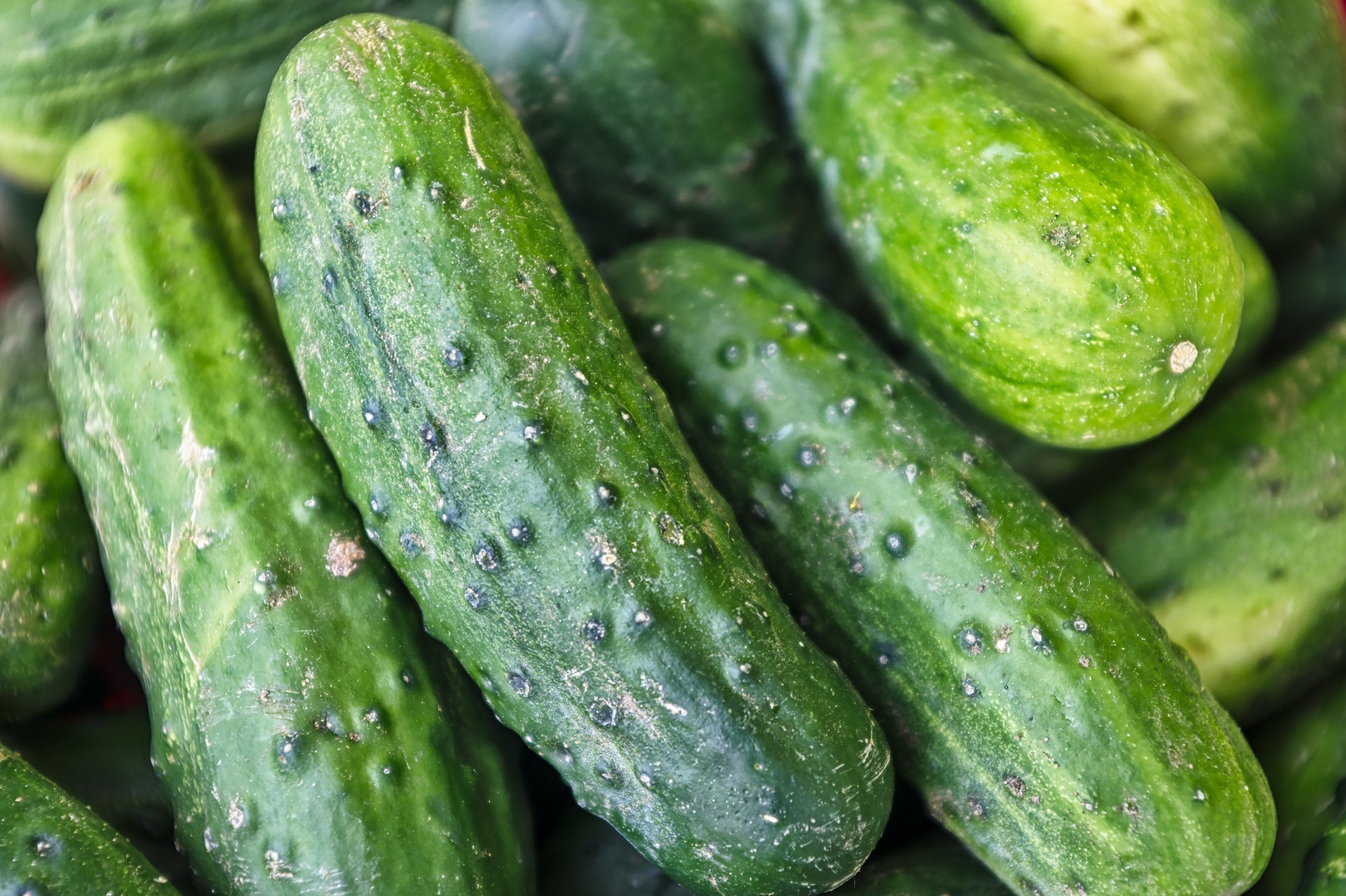 Cucumber: What Is, Growing, Types, and Health Properties
