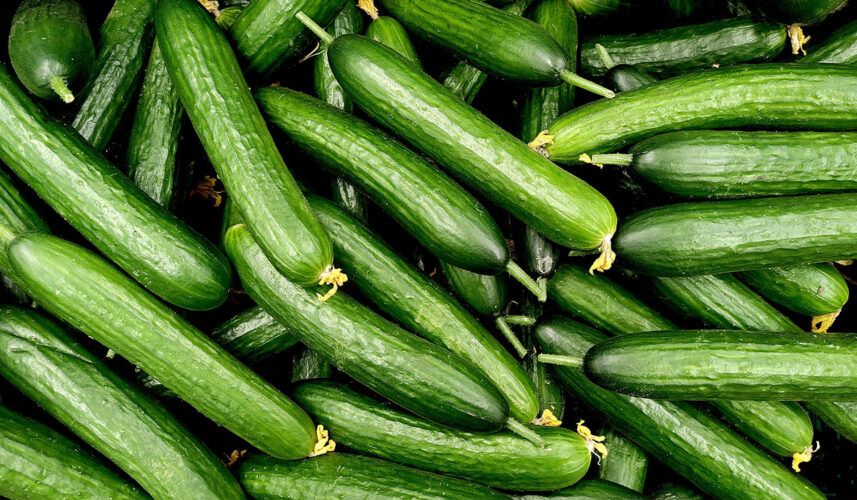 Cucumber: What Is, Growing, Types, and Health Properties