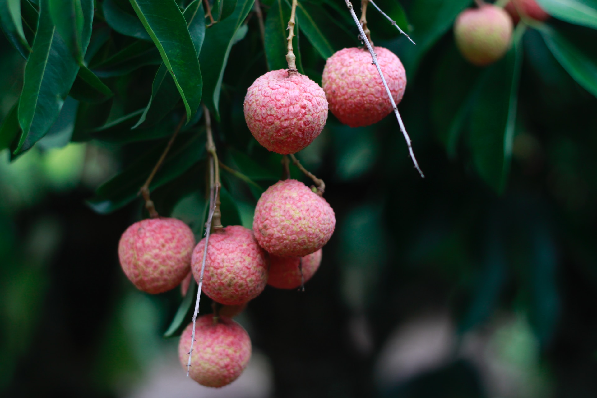 Lychee: What Is, Can Dog Eat, Growing, Pronunciation, and More