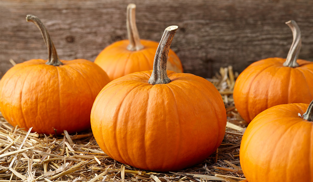 Pumpkin What Is How To Roast Cook History Types And Growing