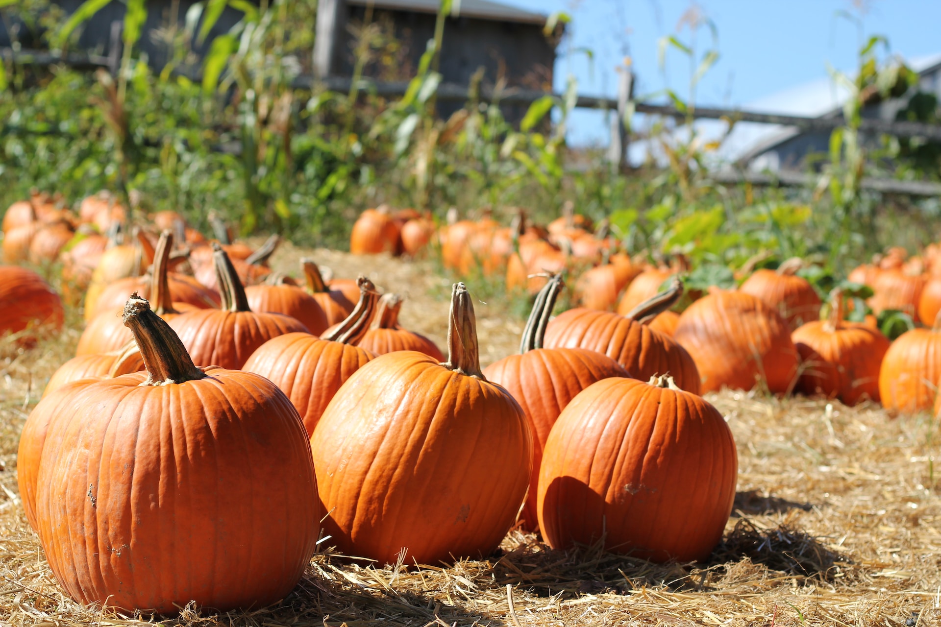 Pumpkin: What Is, How to Roast, Cook, History, Types, Growing, and Nutritional Value