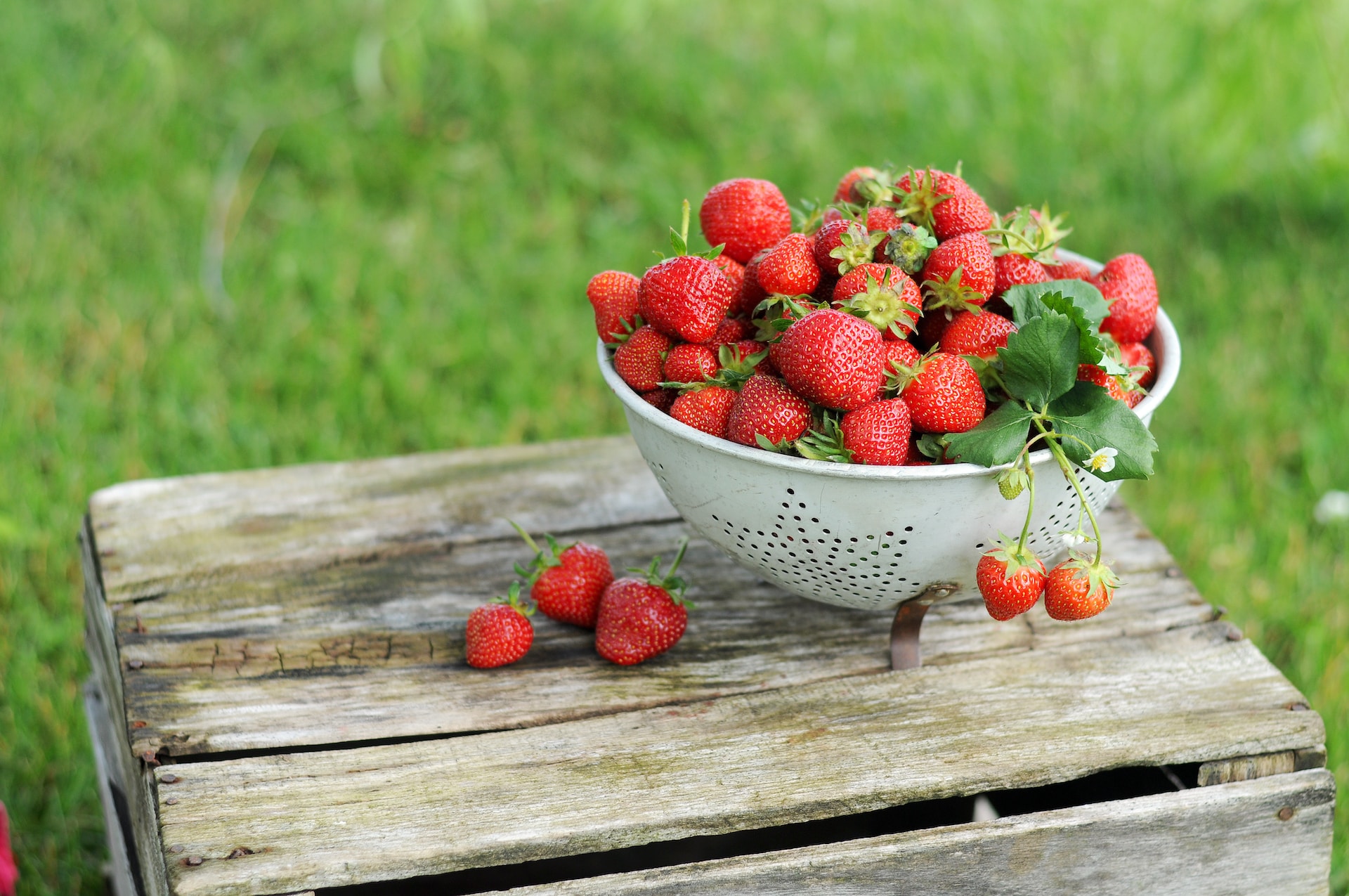 Strawberry: What Is, Can Dog Eat, Types, Growing, and More