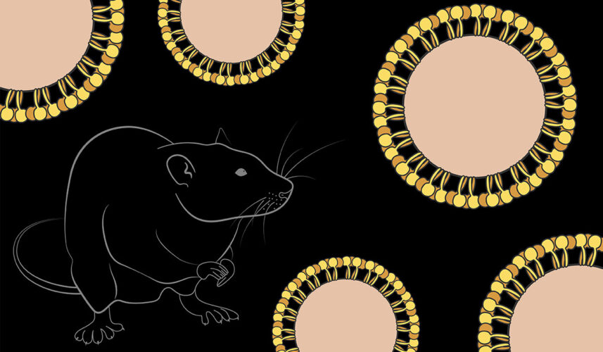Hantavirus: What Is, Types, Causes, Treatment, and Prevention