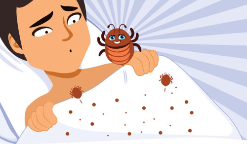 Bed Bugs: What Are, Epidemiology, Symptoms, and Control