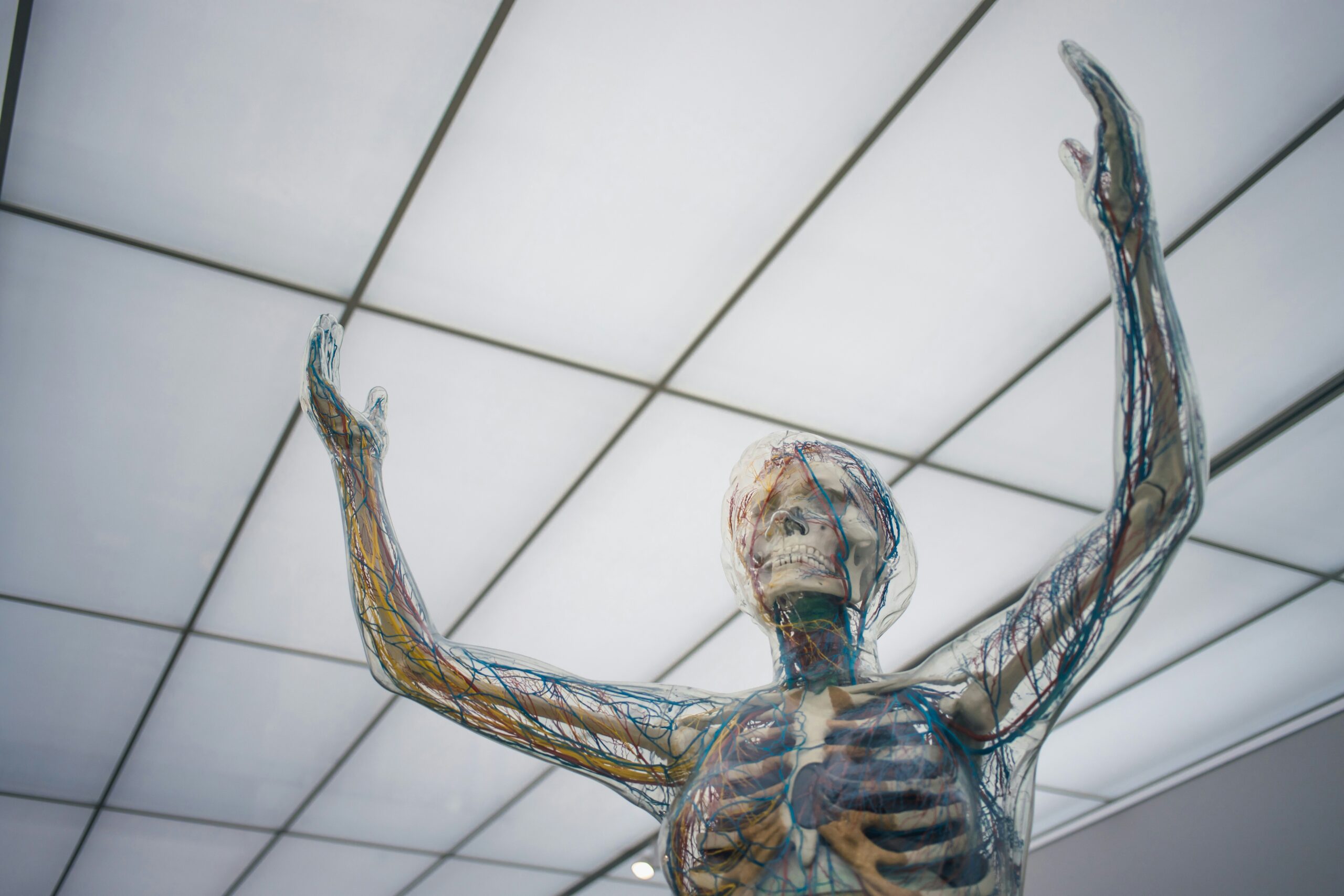 Bone Marrow: What Is, Anatomy, Functions, and Diseases