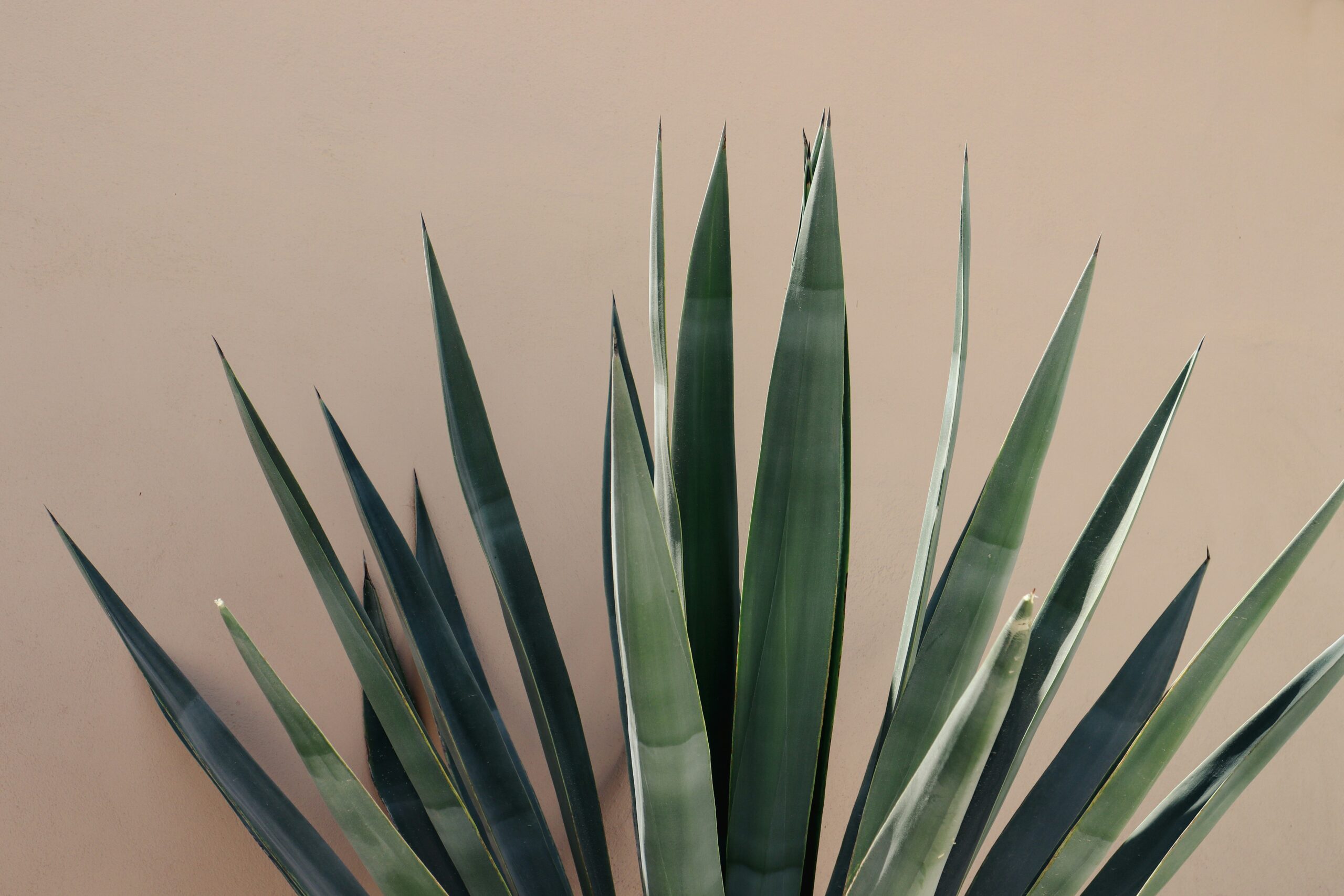 Agave: What Is, Products, Health Benefits, Syrup, and Its Nutrients