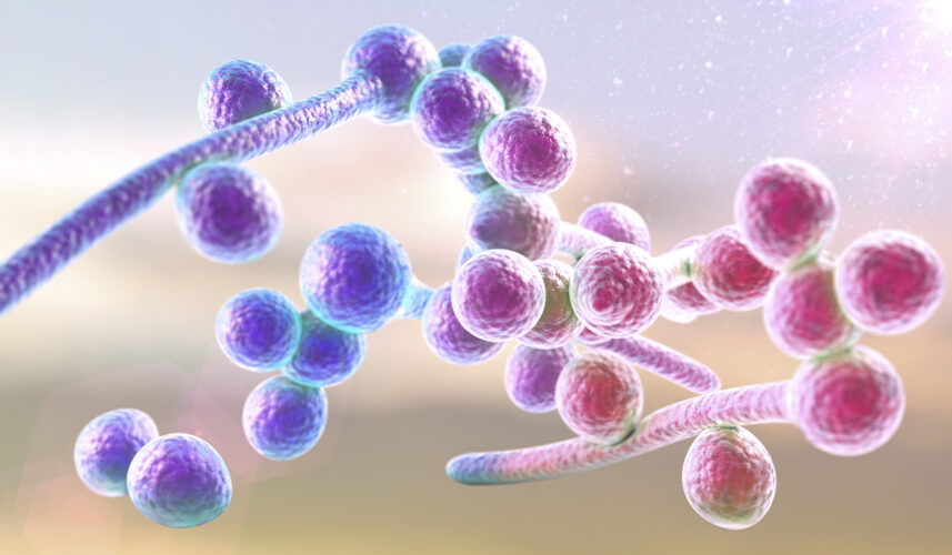 Candida: What Is, Tests, and Treatment