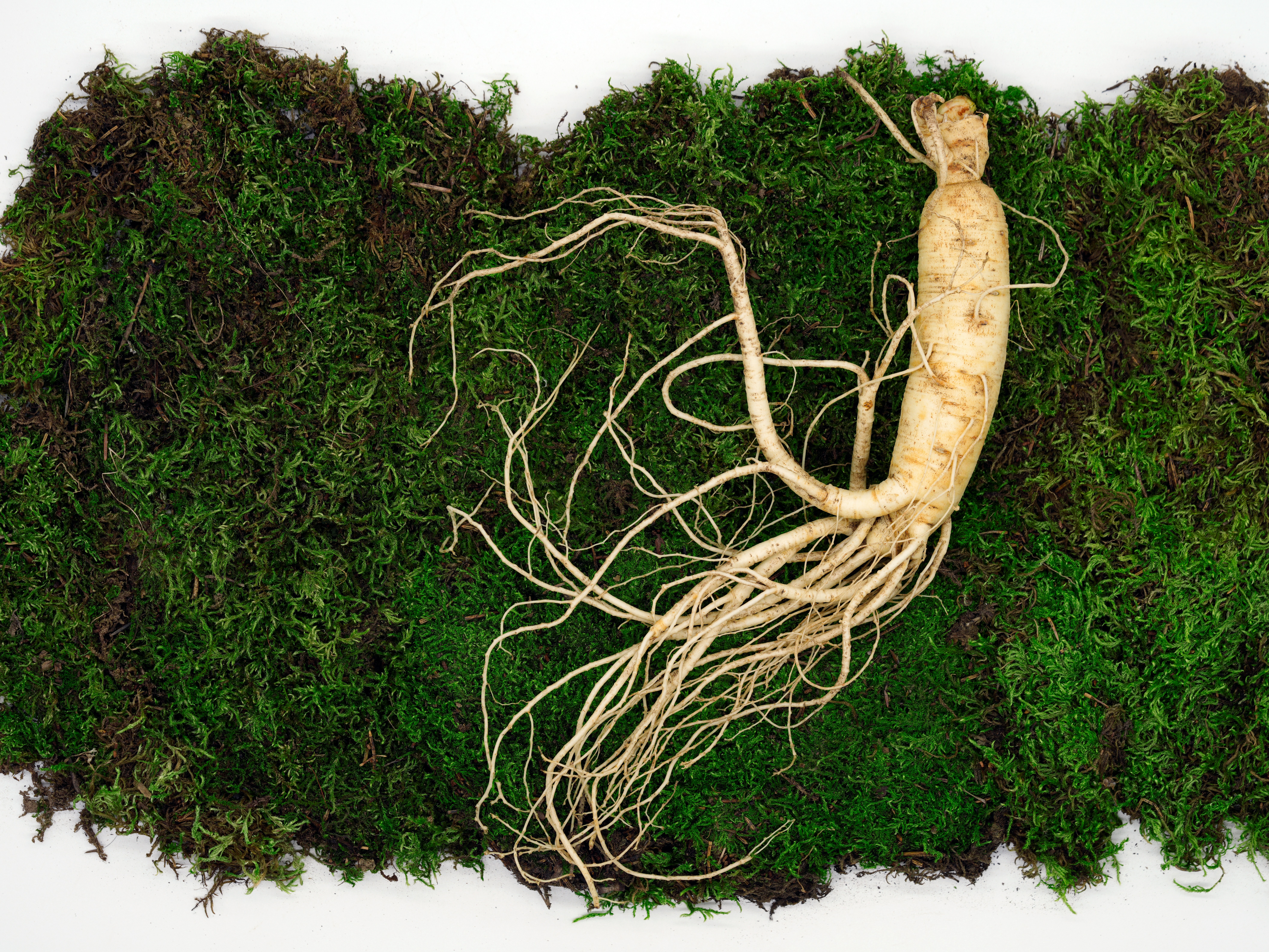 Ginseng: What Is, Health Benefits, Components, Uses, and Side Effects