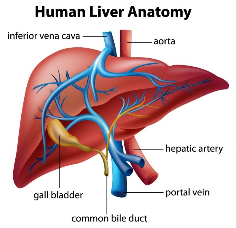Liver: What Is, Functions, Location, and Diseases