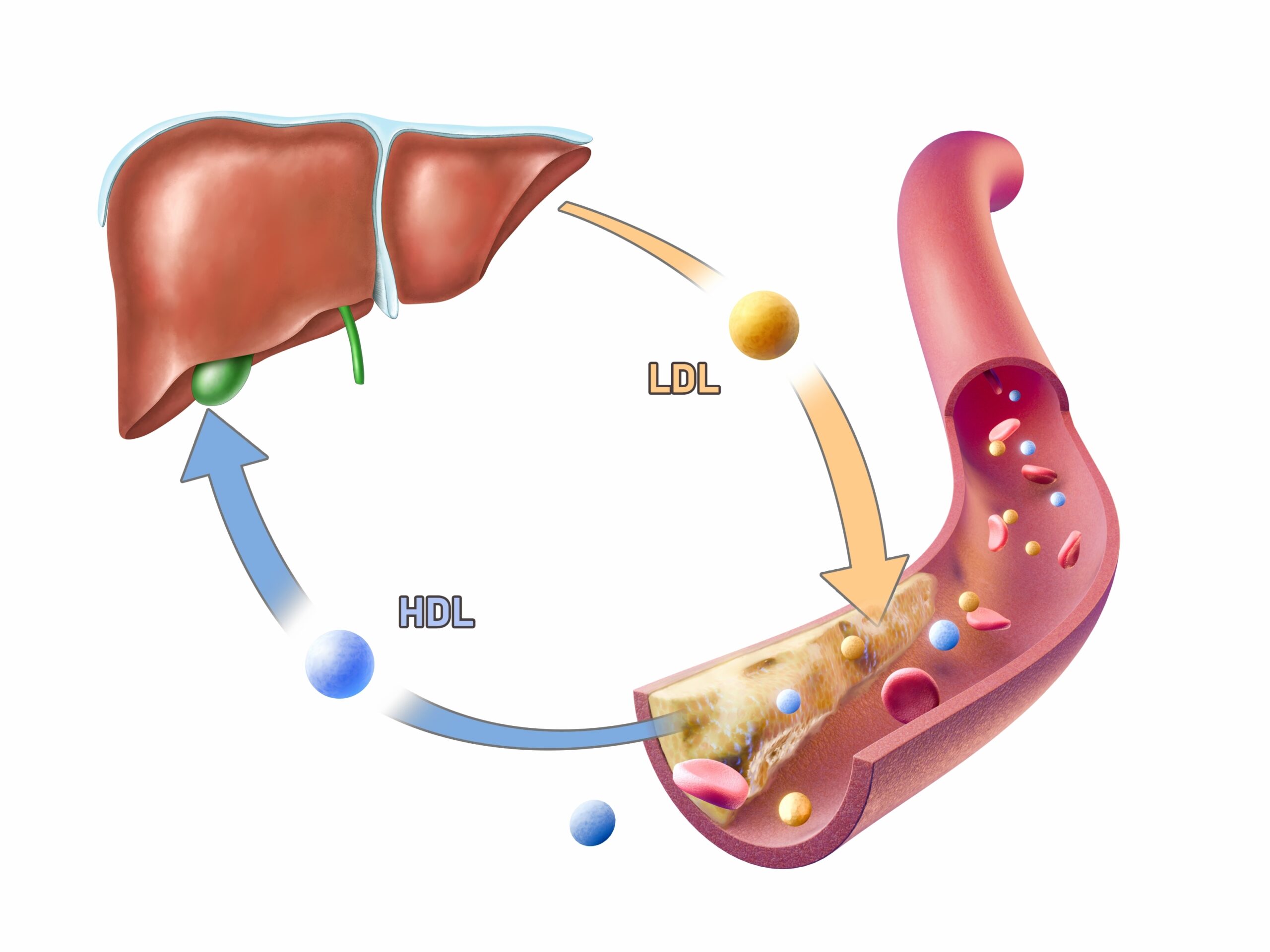 Liver: What Is, Functions, Location, and Diseases