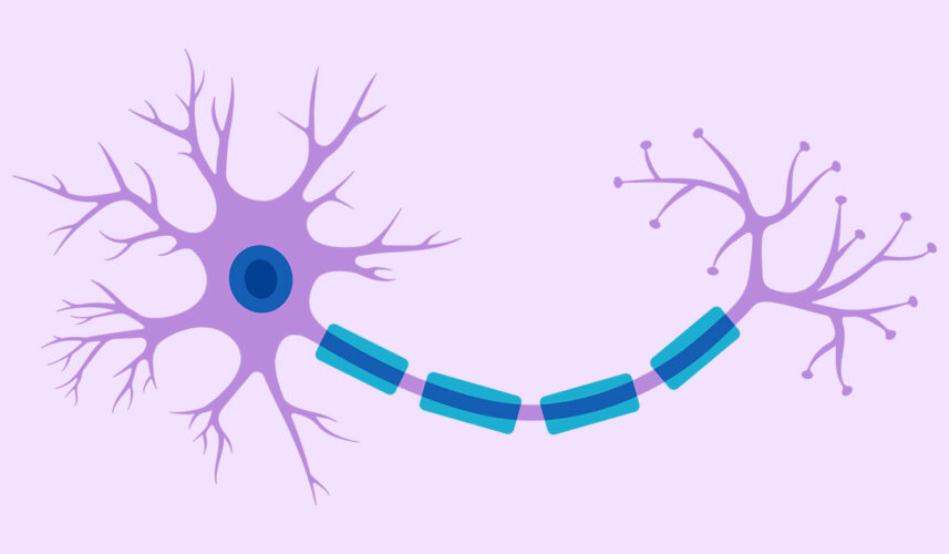 Nerve: What Is, Types, Diseases, Symptoms