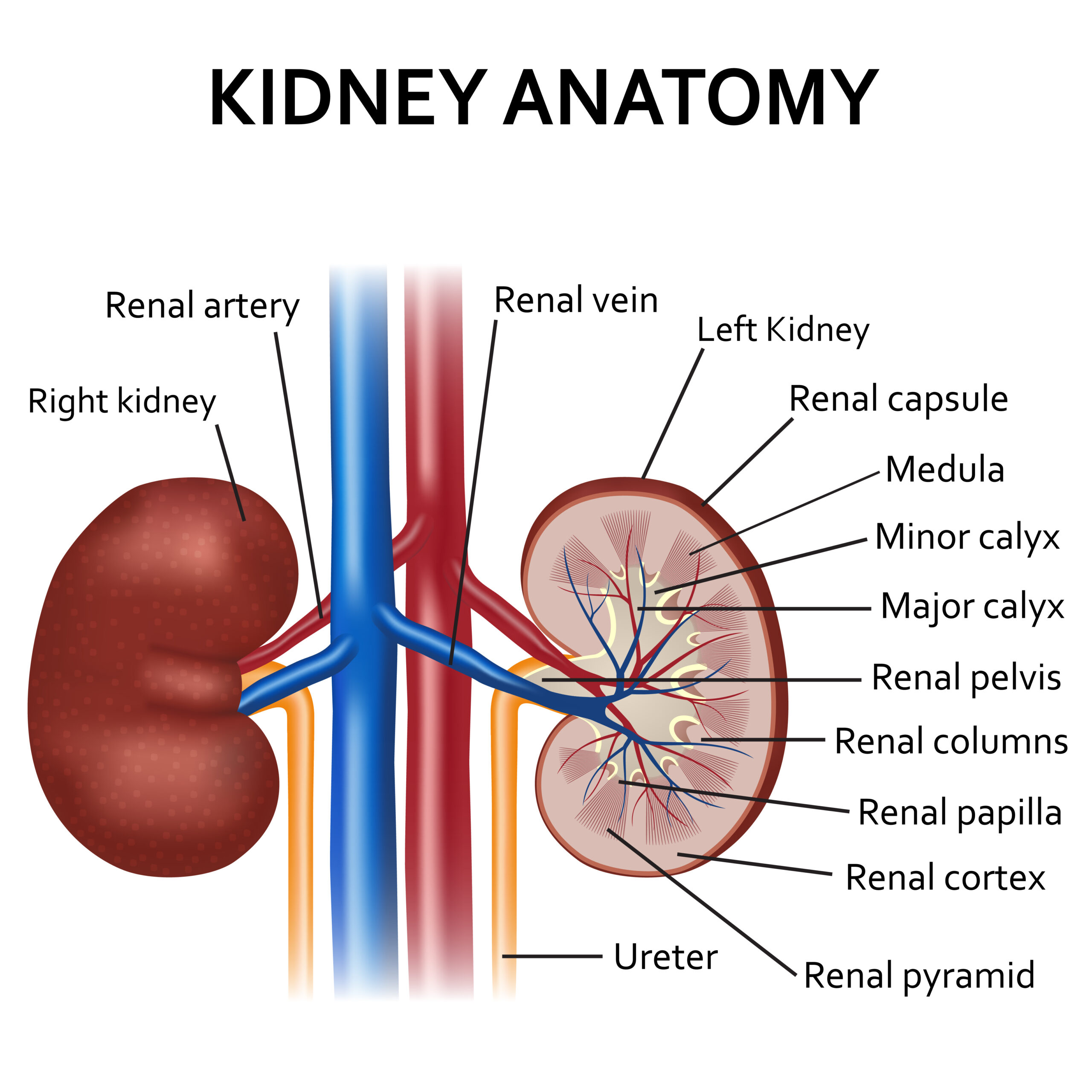 Kidney: What Is, Functions, Location, Anatomy, Conditions, and Health