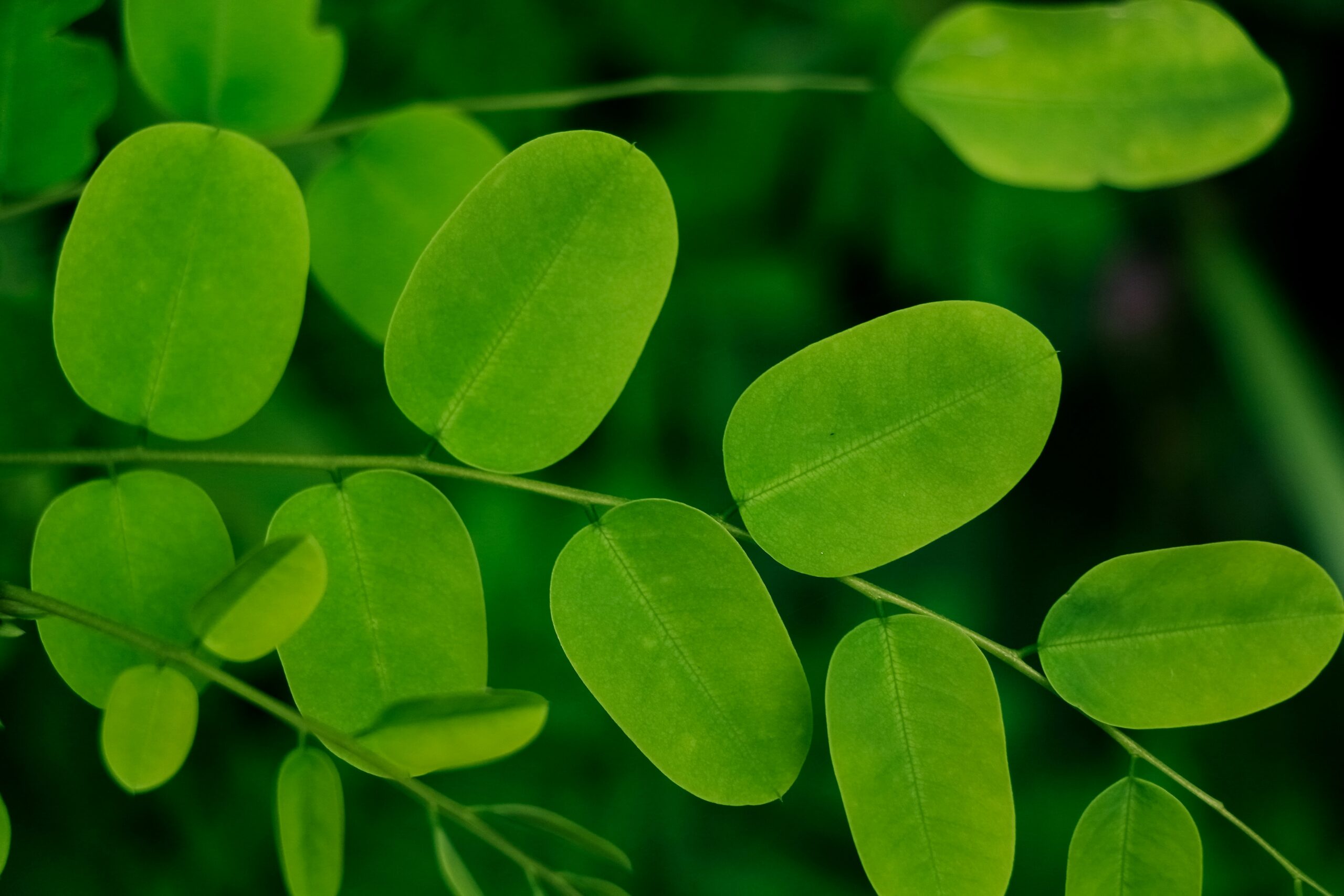 Moringa: What Is, Health Benefits, Nutrients, Uses, Risks and Dosage