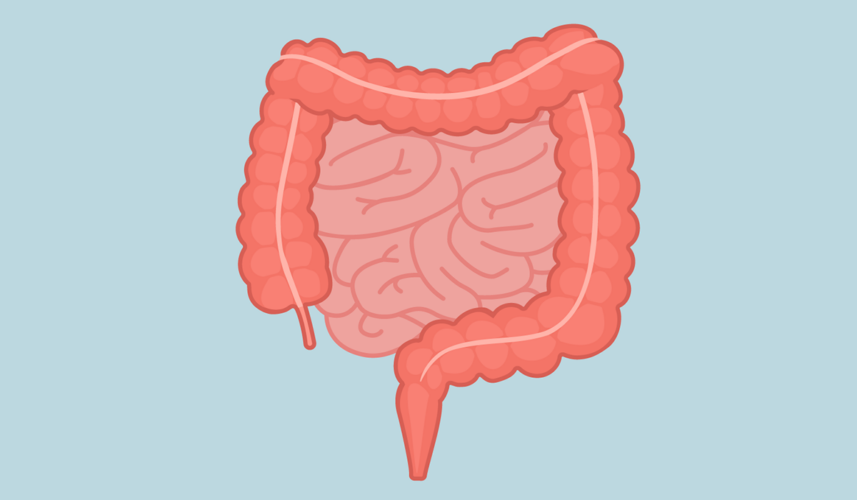 Bowels: What Are, Intestinal Bacteria, and Diet