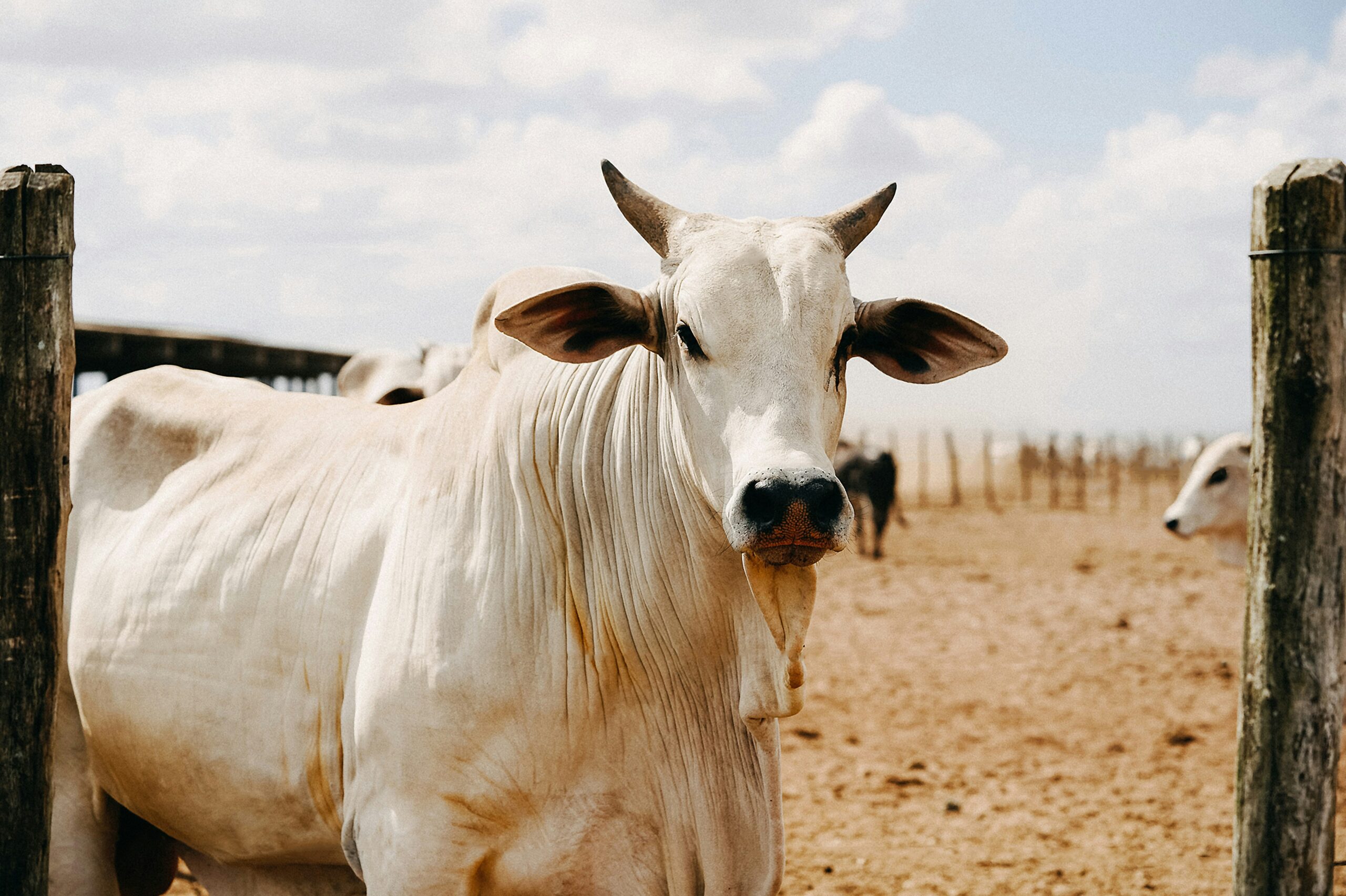 Taurine: What Is, Health Benefits, Uses, Sources, and Dosage