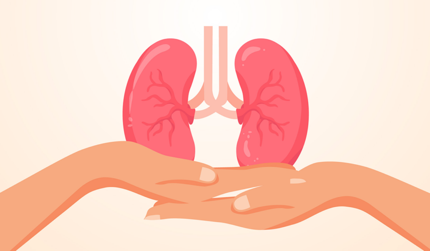Transplantation: What Is, Types, Organs, and Organ Donor