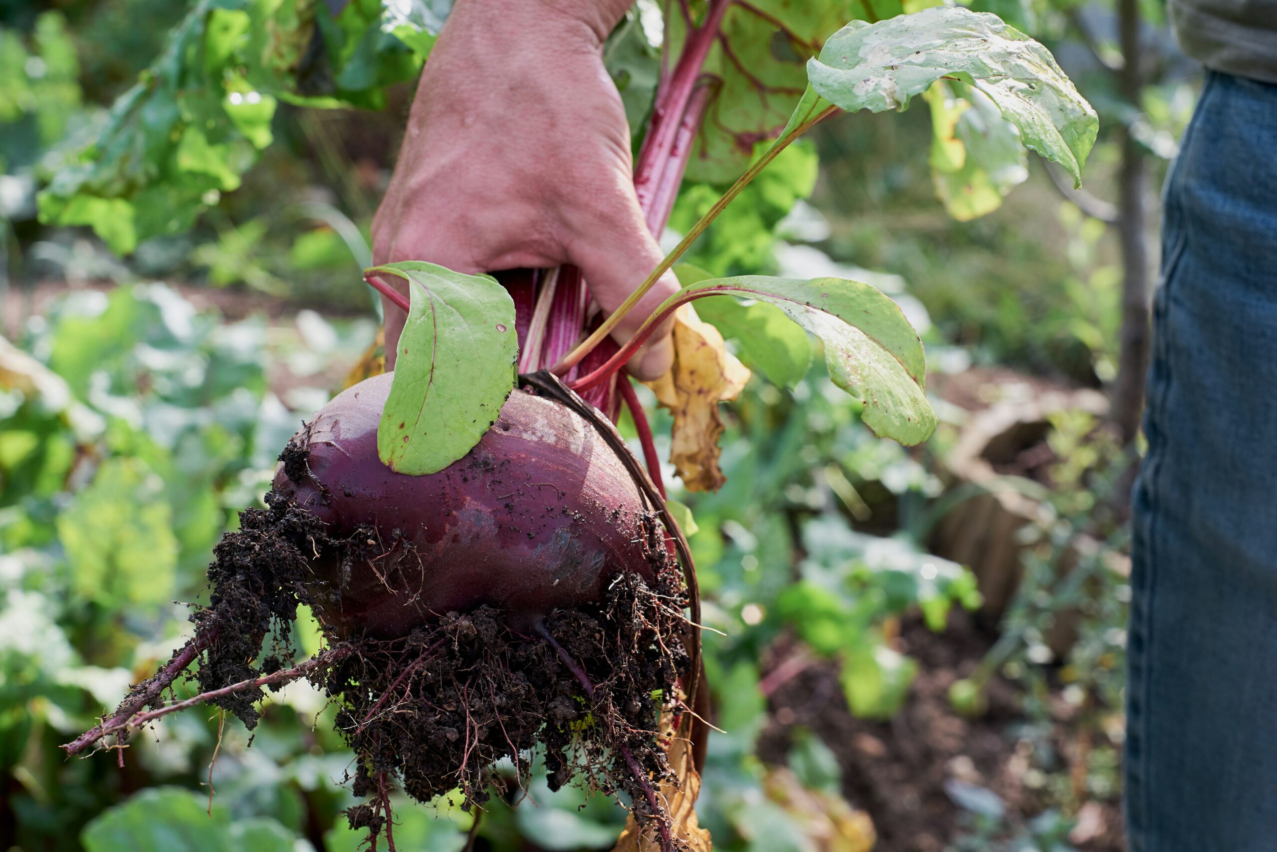 Beetroot: What Is, Health Benefits, Uses, and Nutrition Value