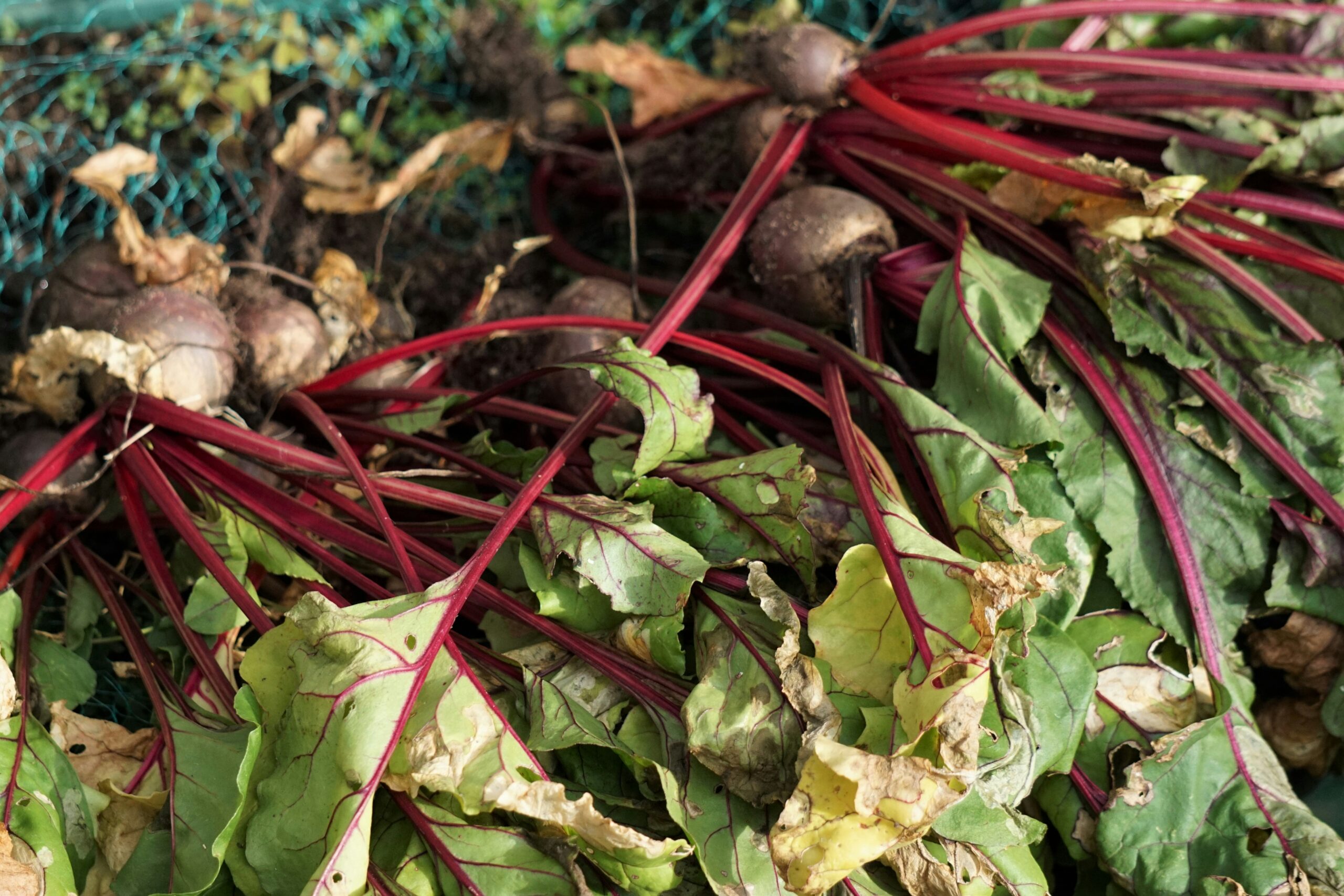 Beetroot: What Is, Health Benefits, Uses, and Nutrition Value