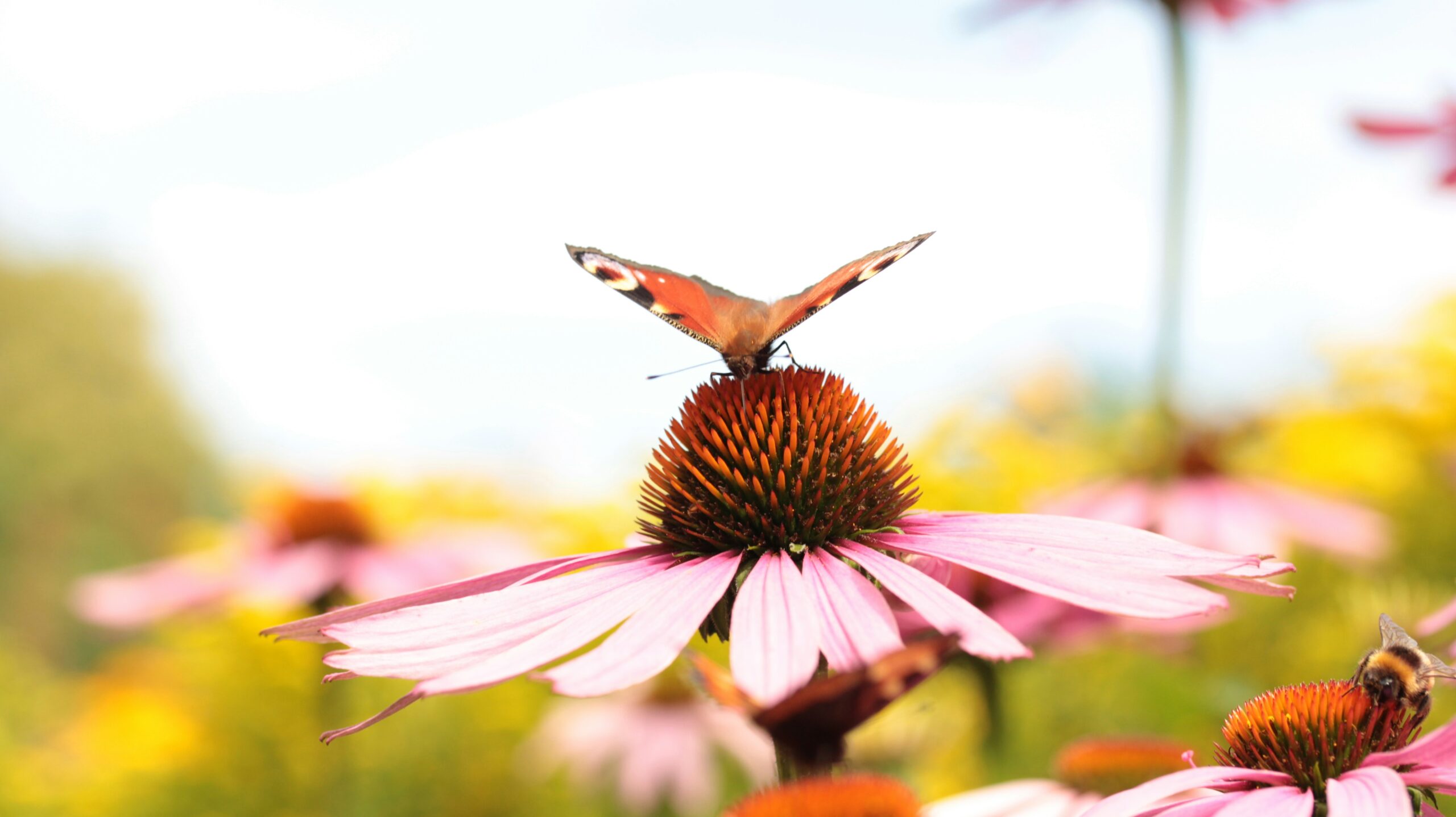 Echinacea: What Is, Health Benefits, Components, and Safety