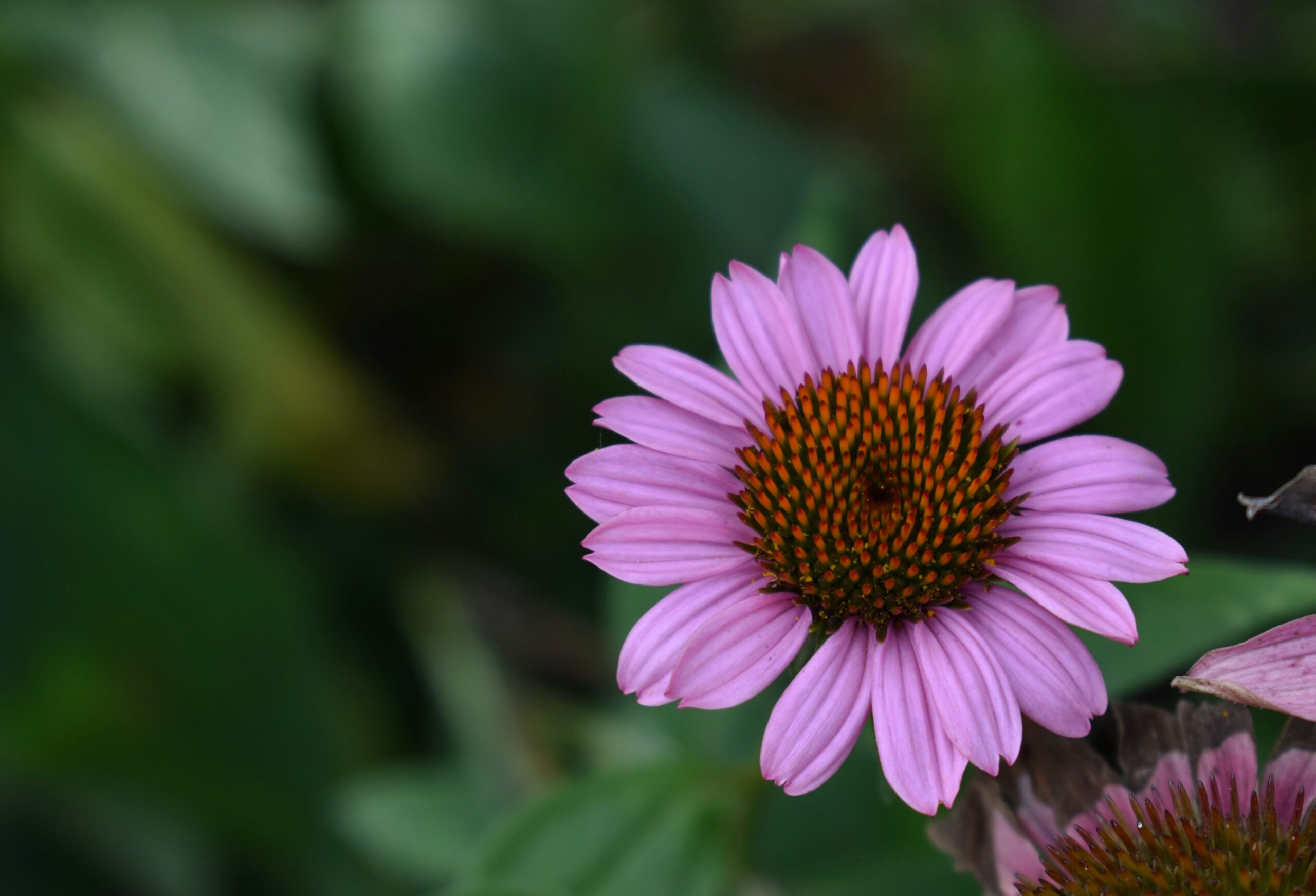 Echinacea: What Is, Health Benefits, Components, and Safety