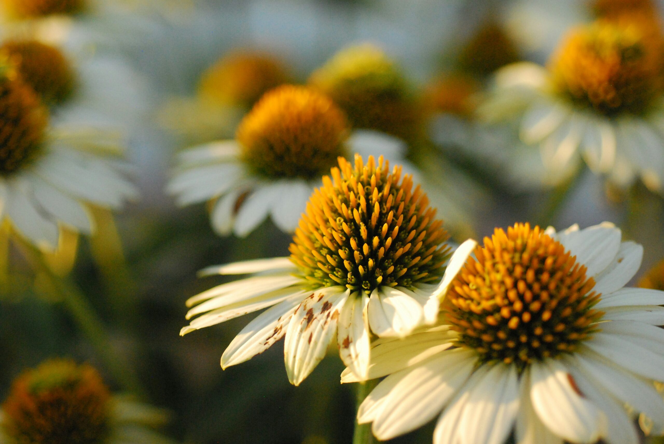 Echinacea: What Is, Health Benefits, Components, and Safety