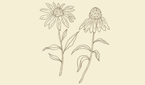 Echinacea