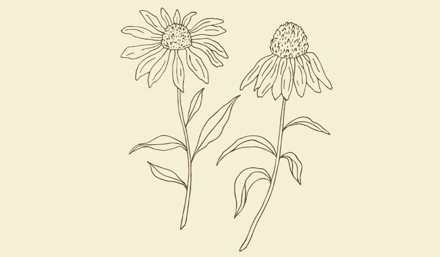 Echinacea: What Is, Health Benefits, Components, and Safety