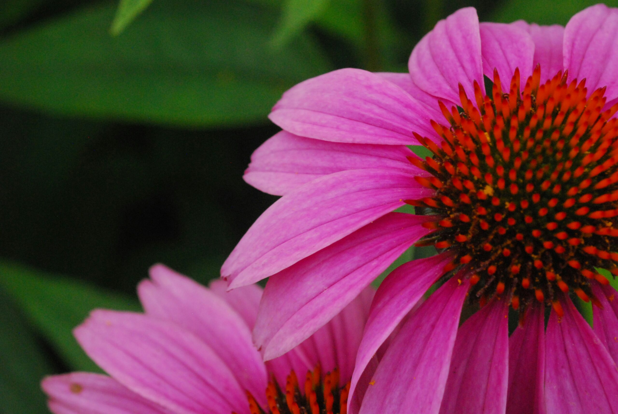 Echinacea: What Is, Health Benefits, Components, and Safety