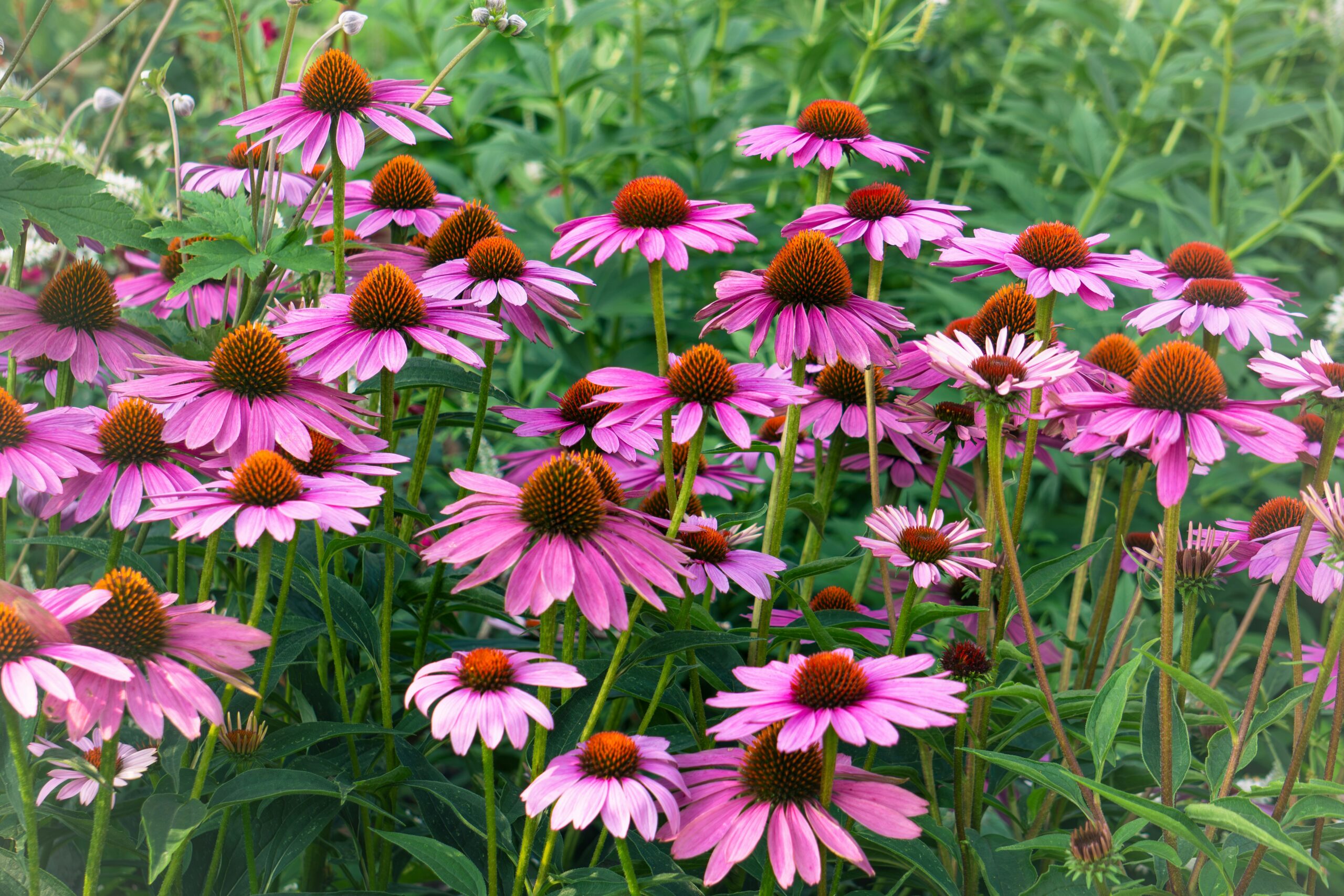 Echinacea: What Is, Health Benefits, Components, and Safety