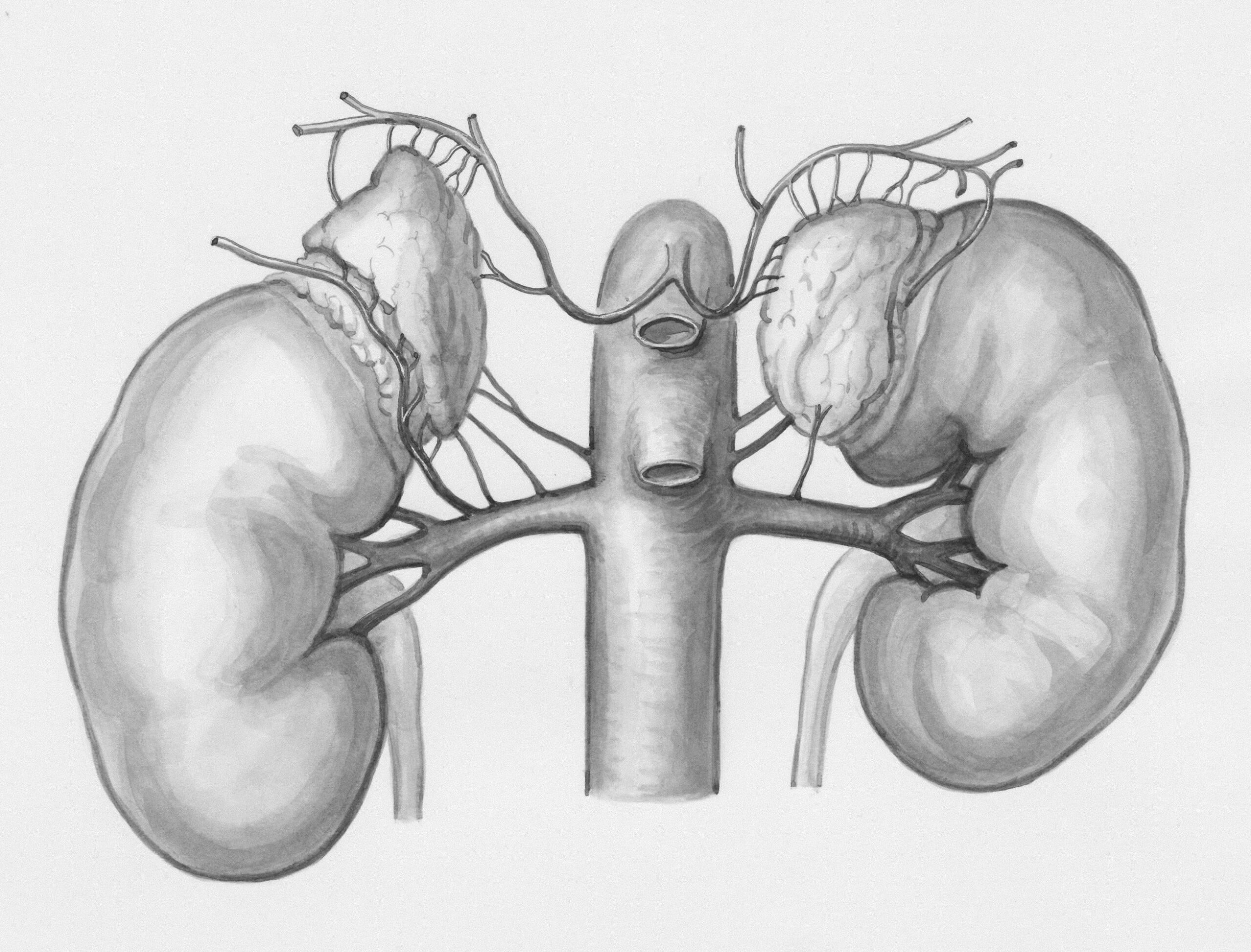 Nephrologist: Who Is, Diagnostic Strategies, and Health Issues