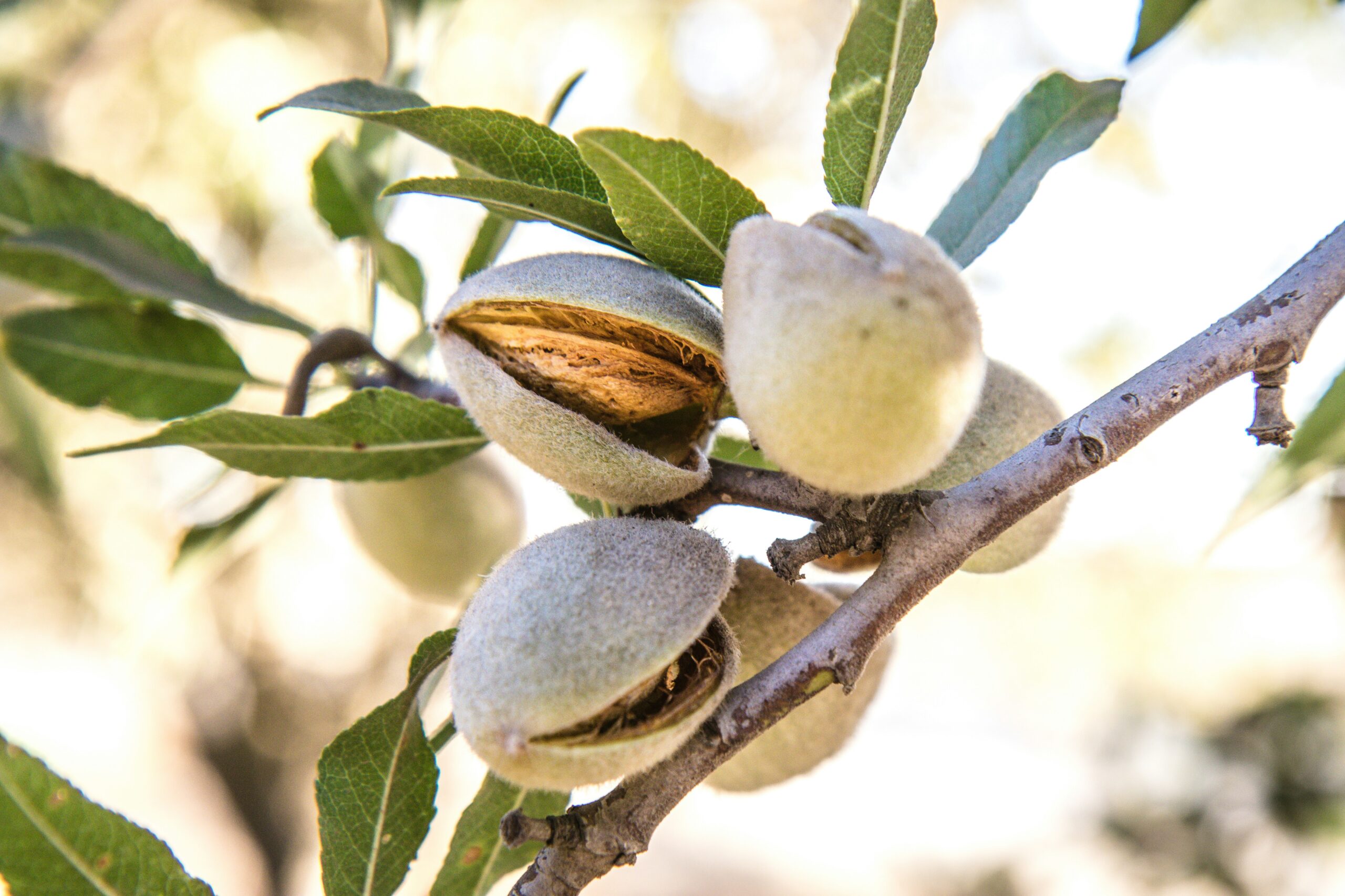 Almonds: What Are, Health Benefits, Nutrients, and Safety