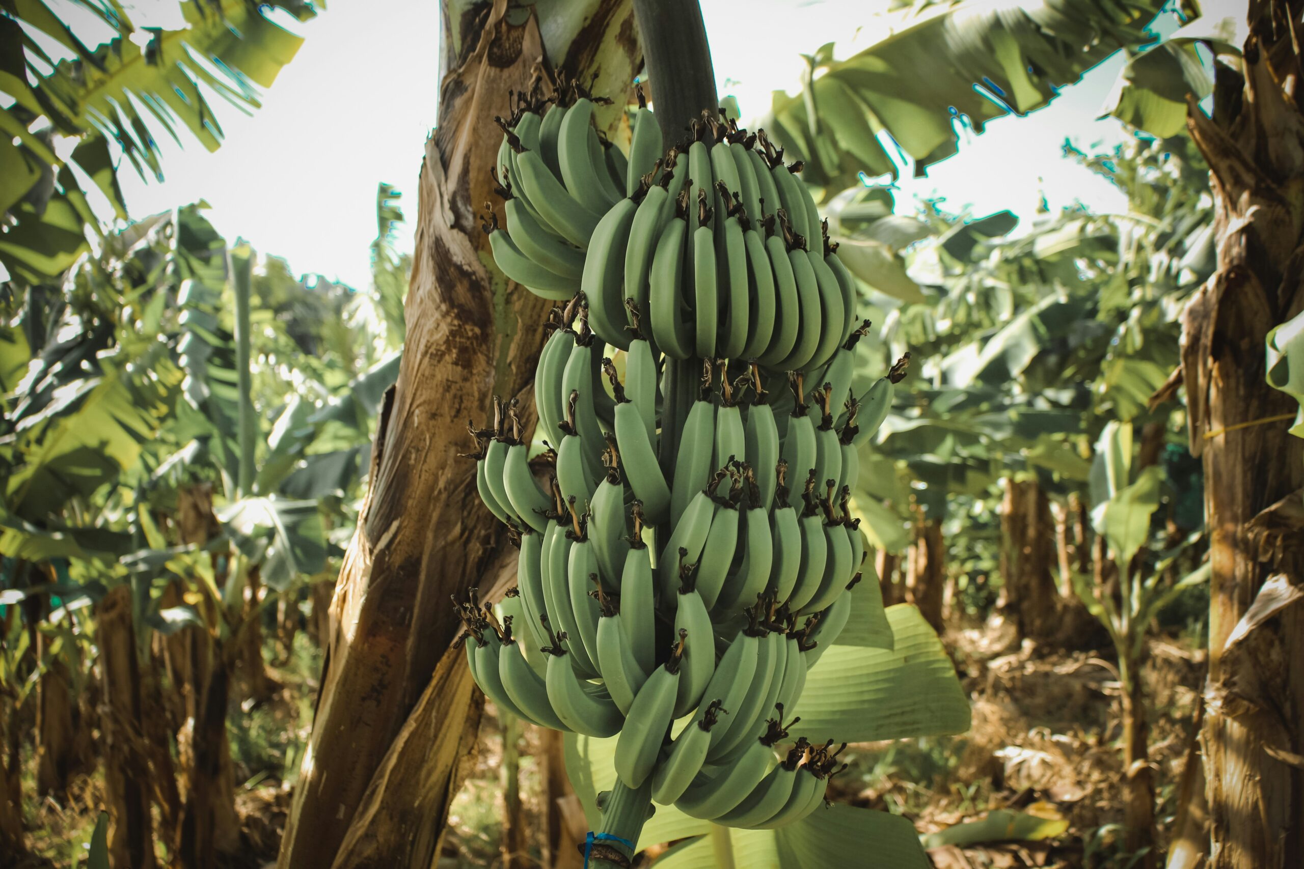 Bananas: What Are, Benefits, Content, Uses, and Safety