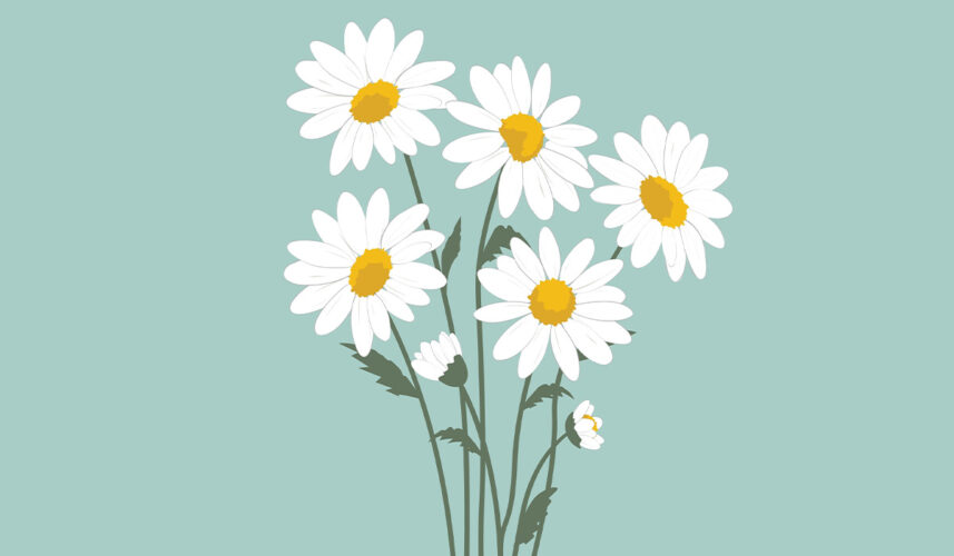 Chamomile: What Is, Health Benefits, Compounds, and Safety Issues