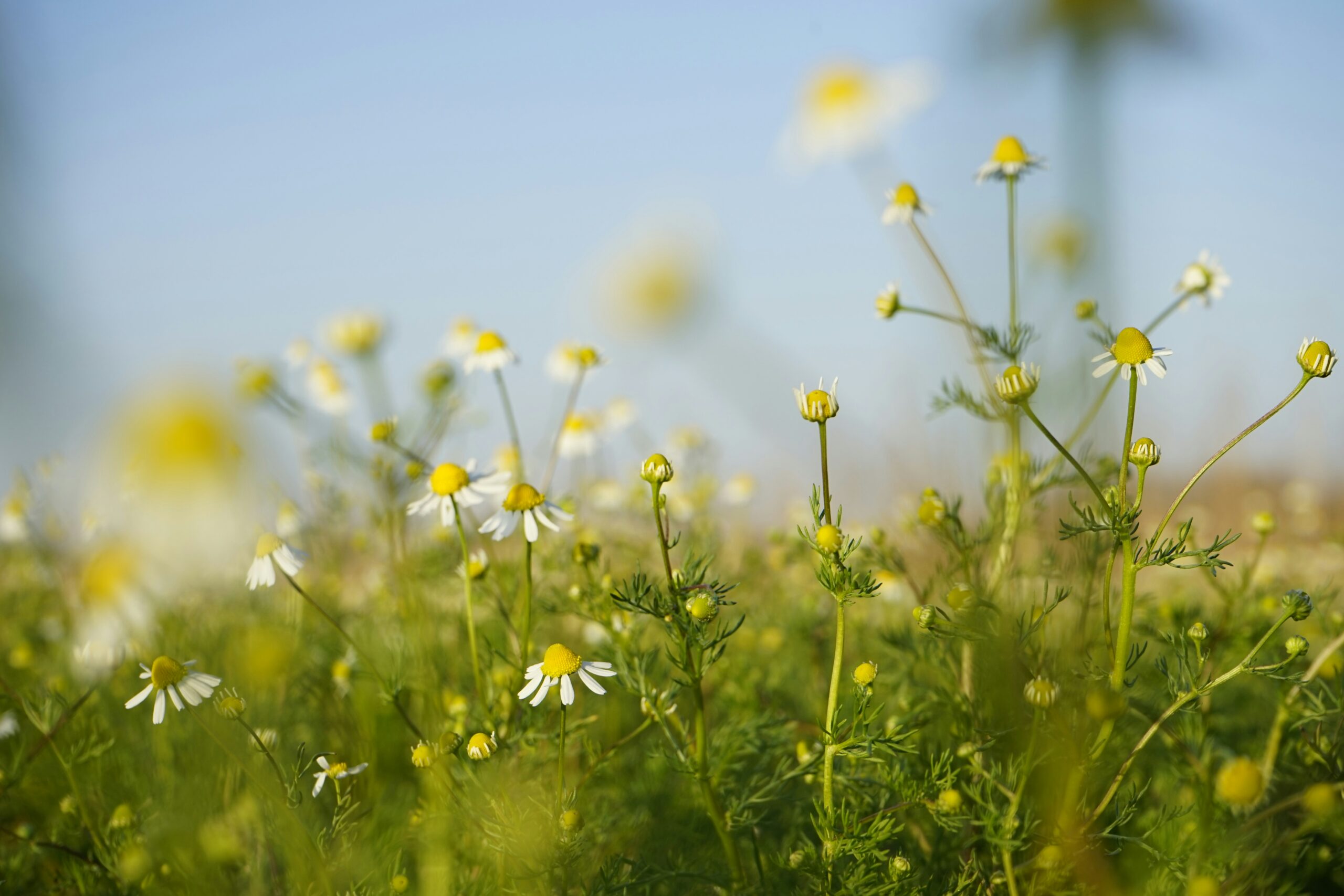 Chamomile: What Is, Health Benefits, Compounds, and Safety Issues