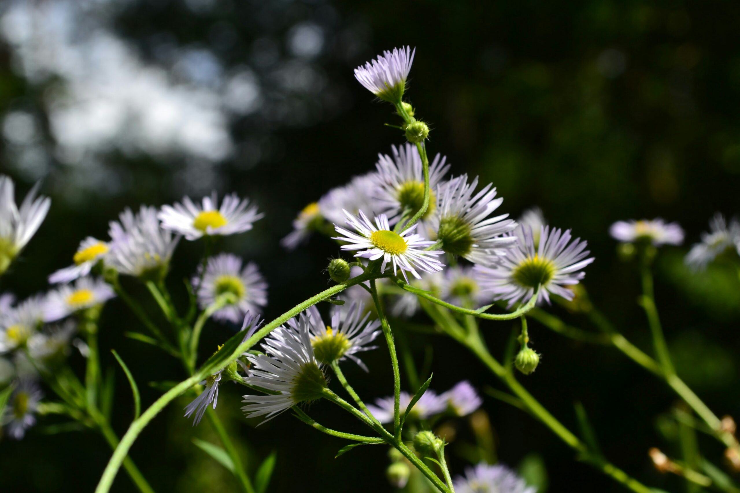 Chamomile: What Is, Health Benefits, Compounds, and Safety Issues