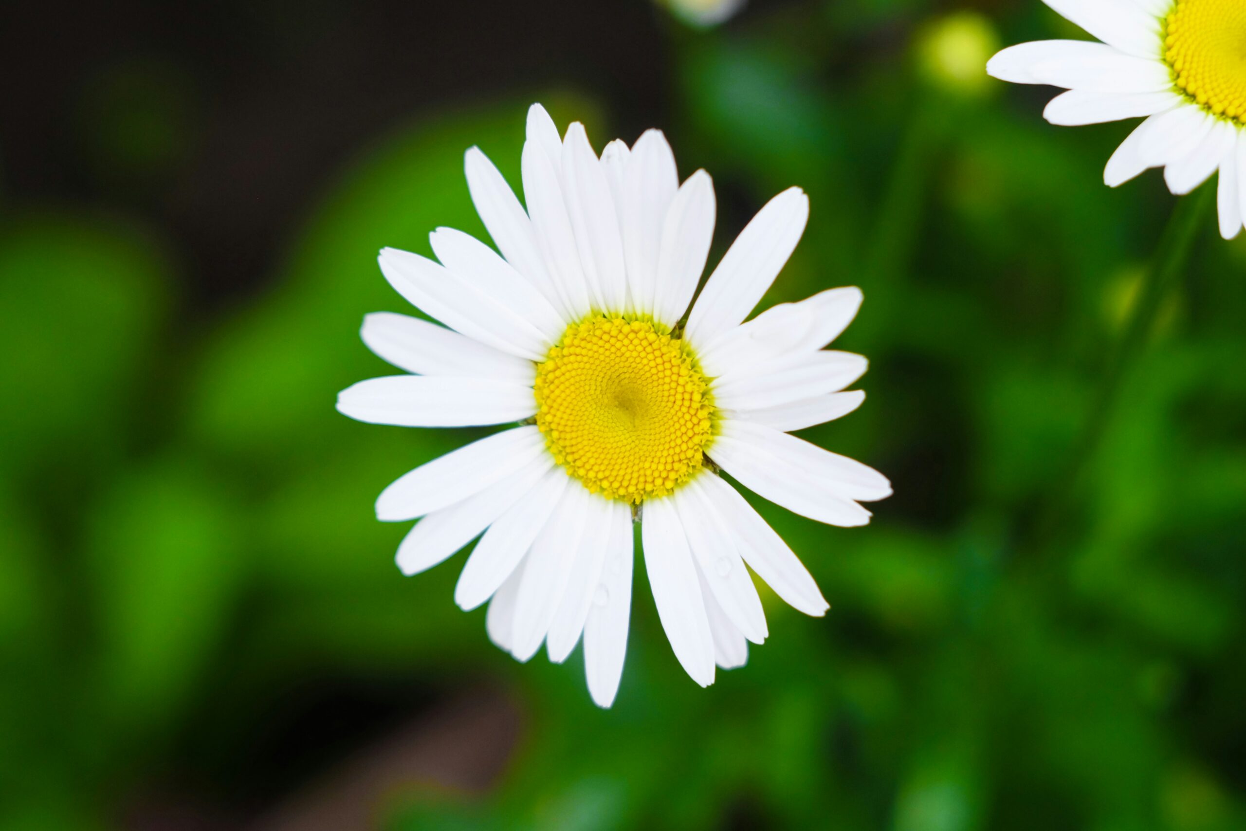 Chamomile: What Is, Health Benefits, Compounds, and Safety Issues