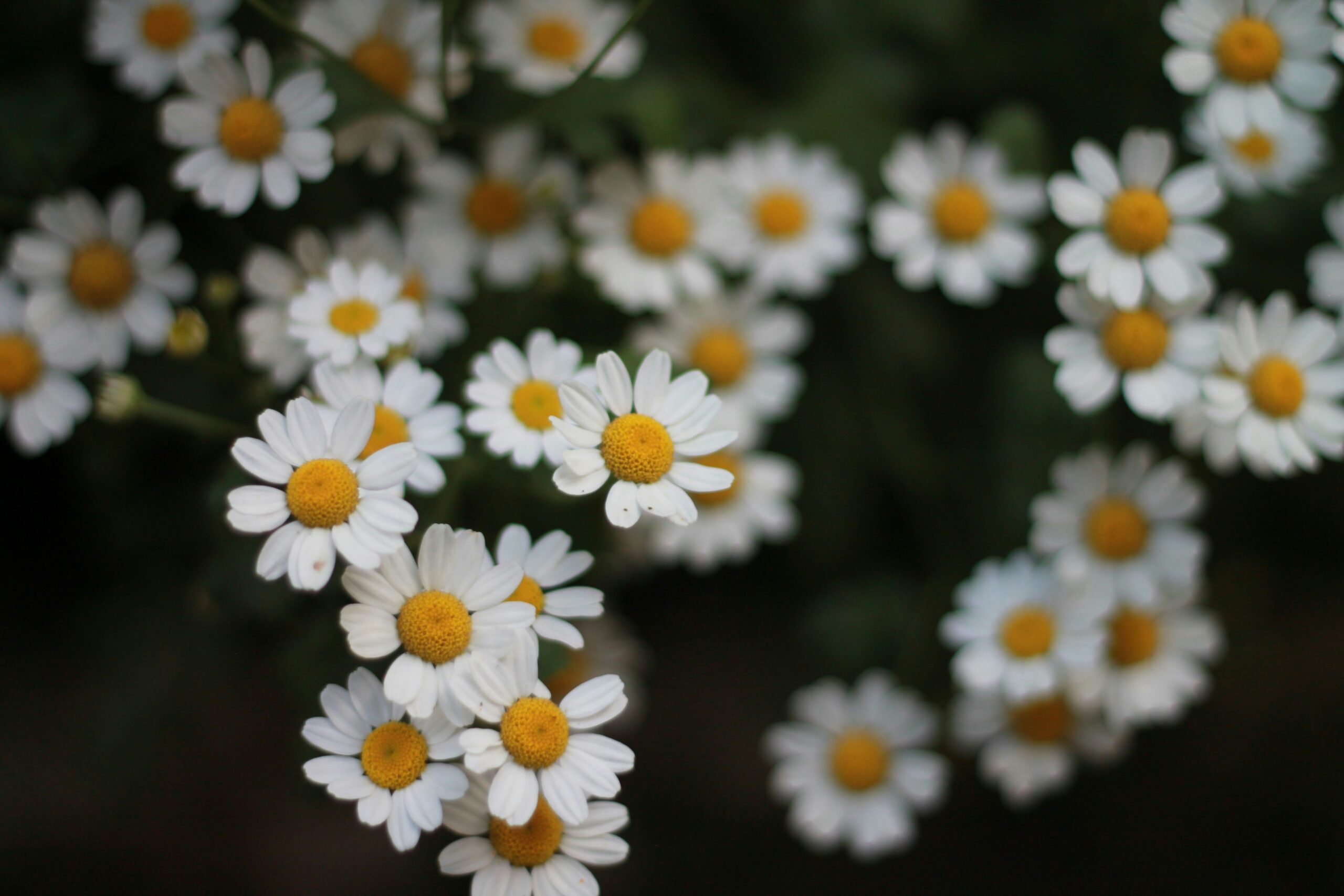 Chamomile: What Is, Health Benefits, Compounds, and Safety Issues