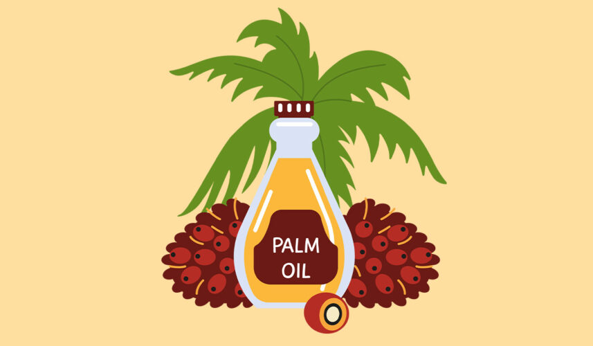 Palm Oil: What Is, Composition, and Effects On Health
