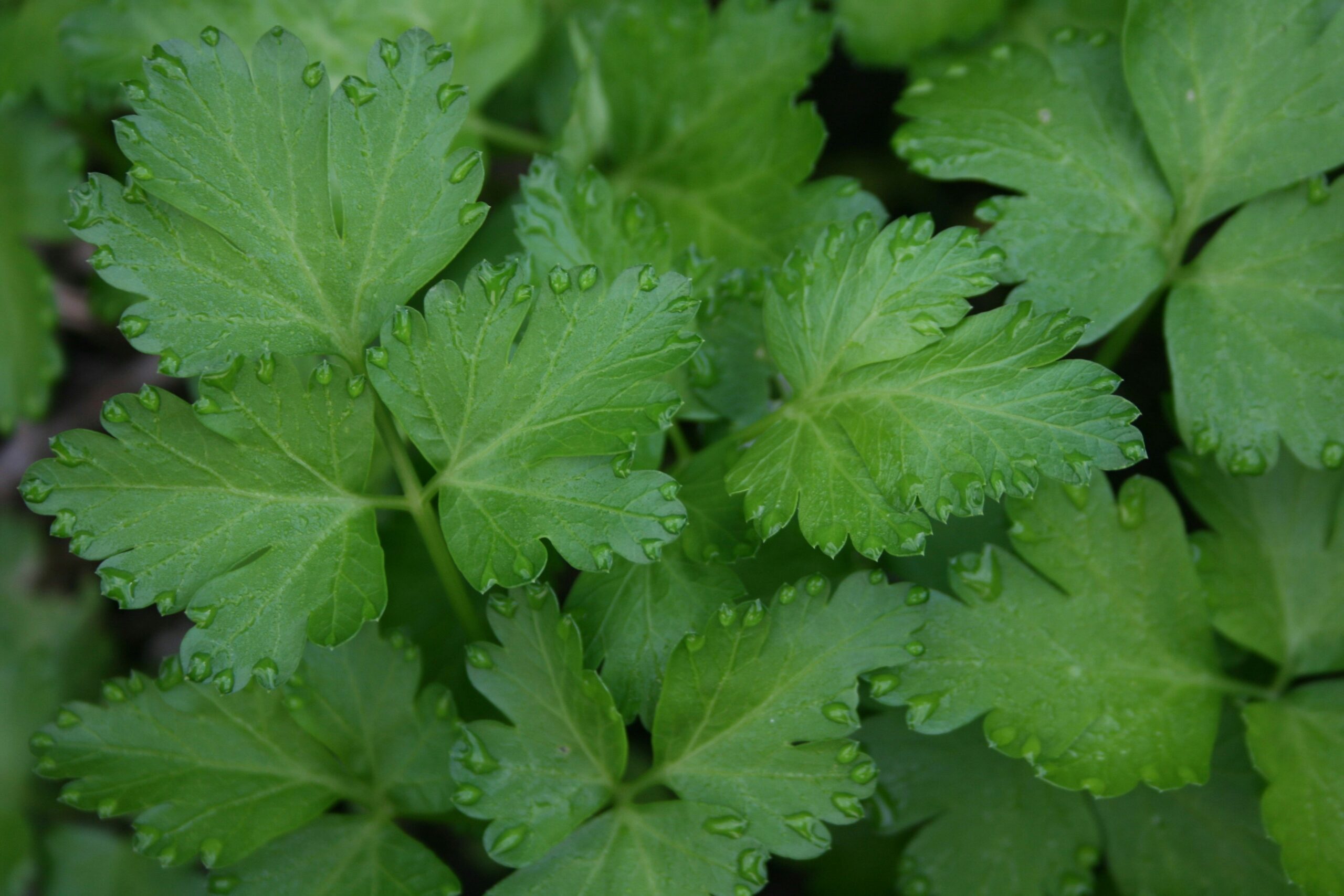 Parsley: What Is, Health Benefits, Nutrient Content, and Safety