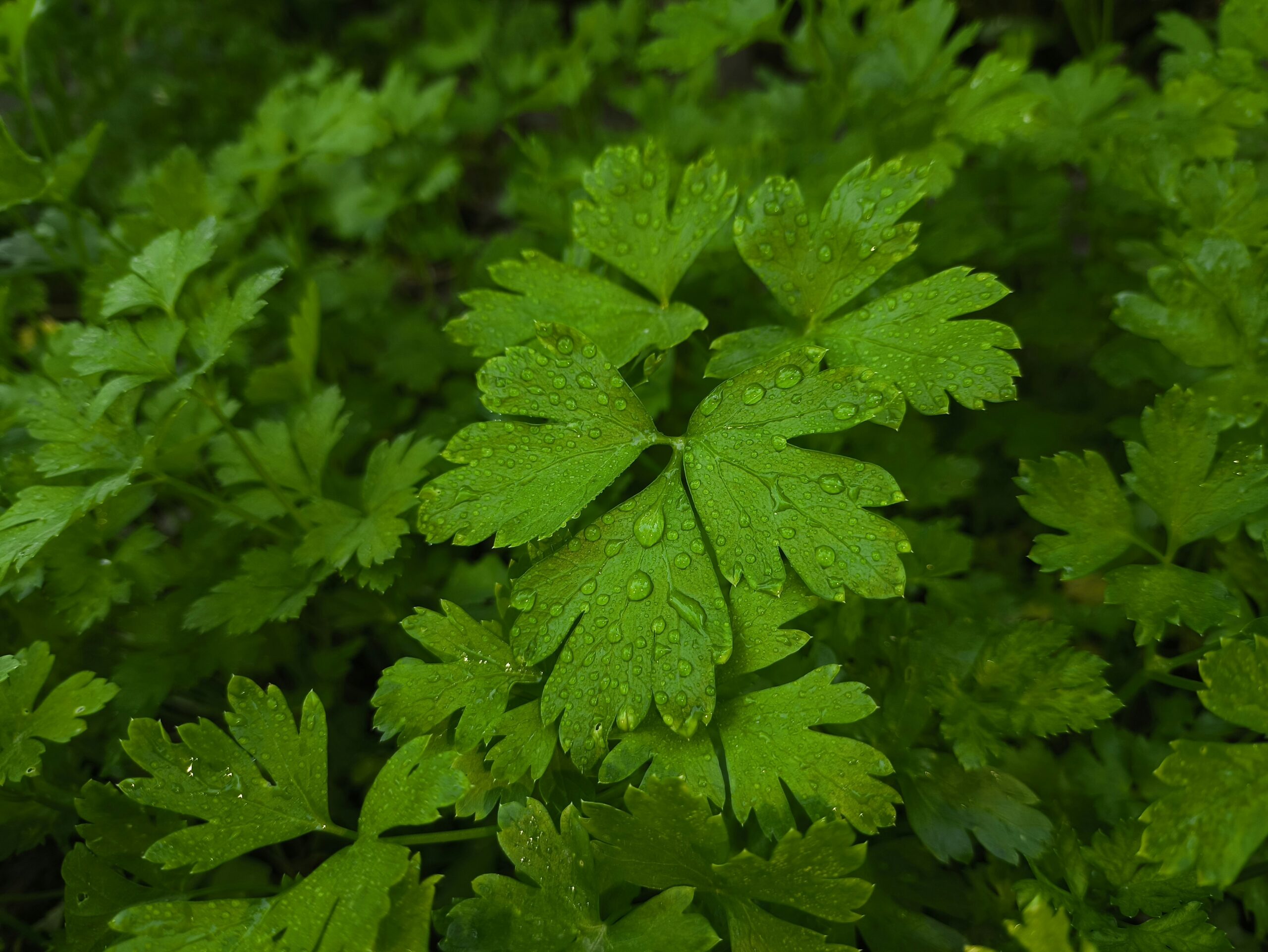 Parsley: What Is, Health Benefits, Nutrient Content, and Safety