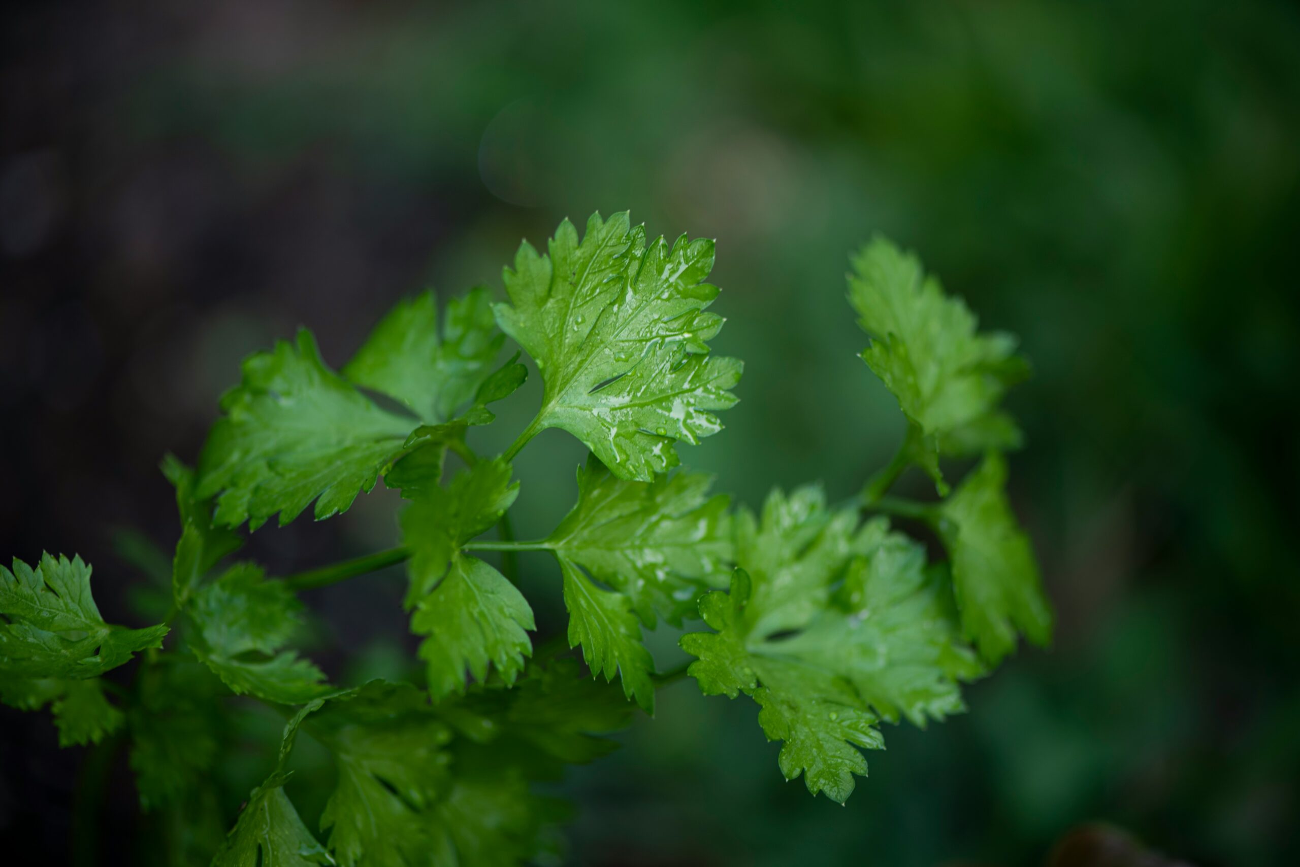 Parsley: What Is, Health Benefits, Nutrient Content, and Safety